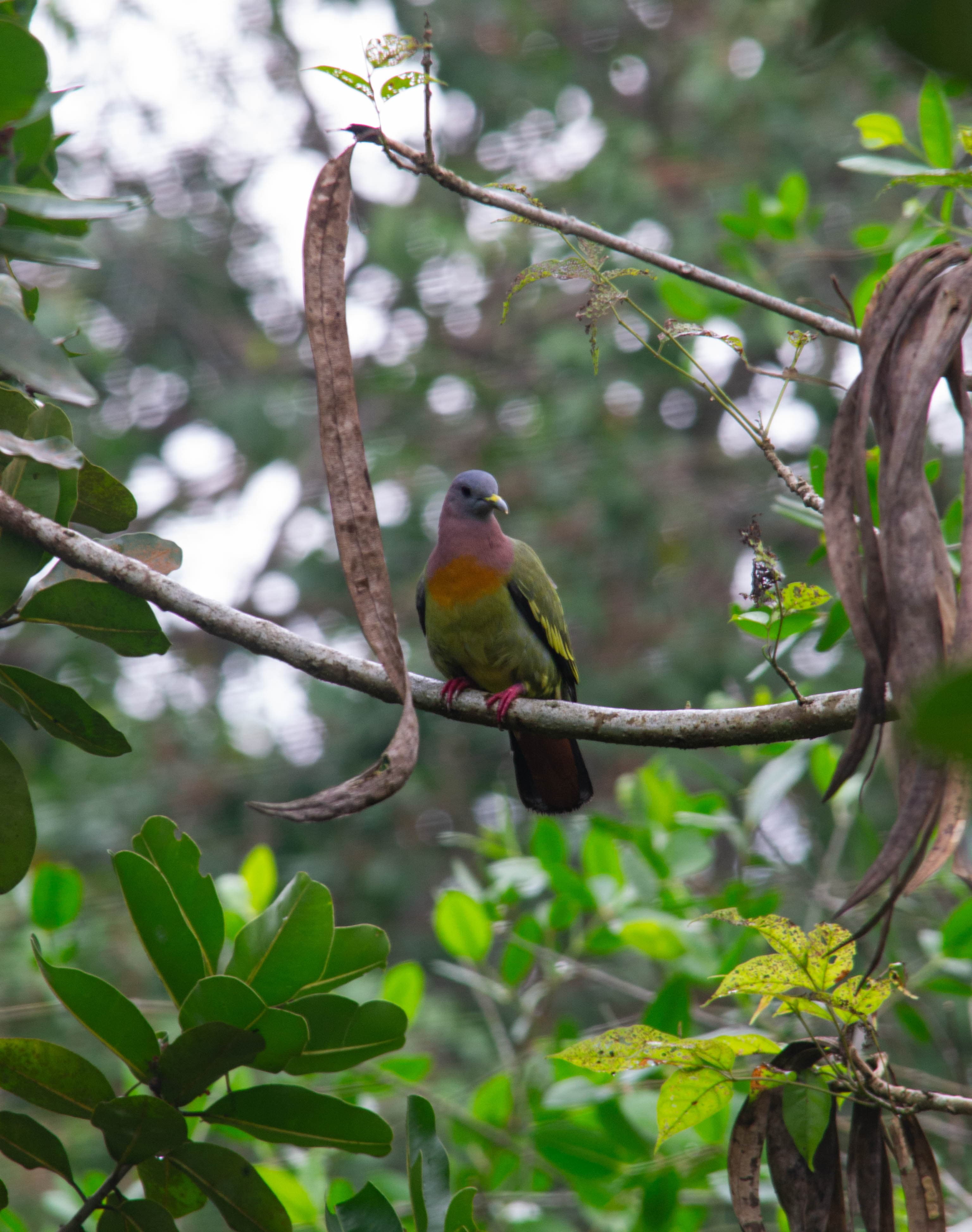 20240531-colorful-bird.jpg
