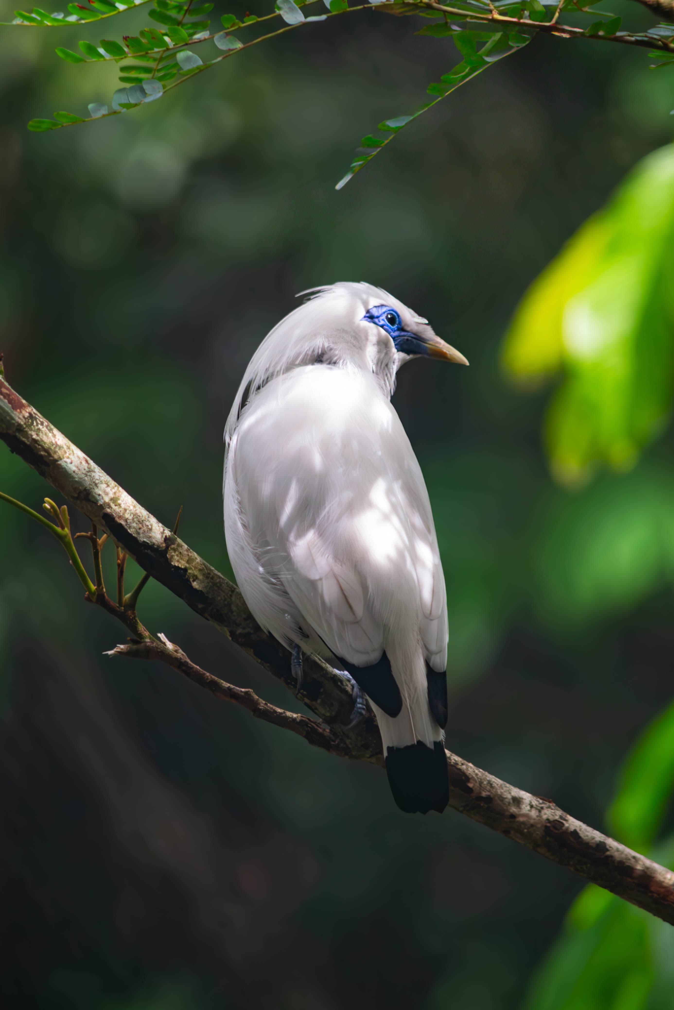 20250322-bird.jpg