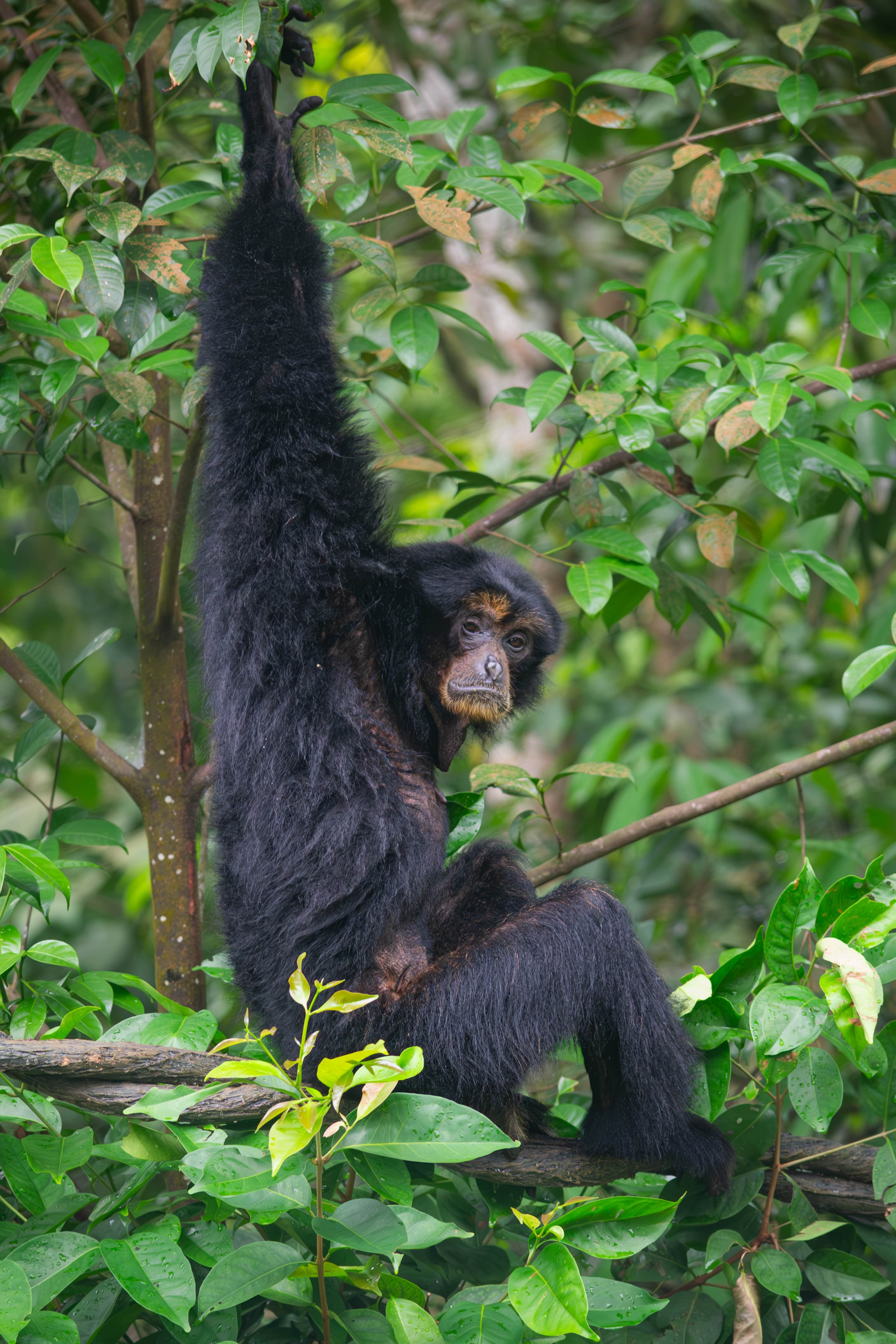20250322-monkey-black.jpg