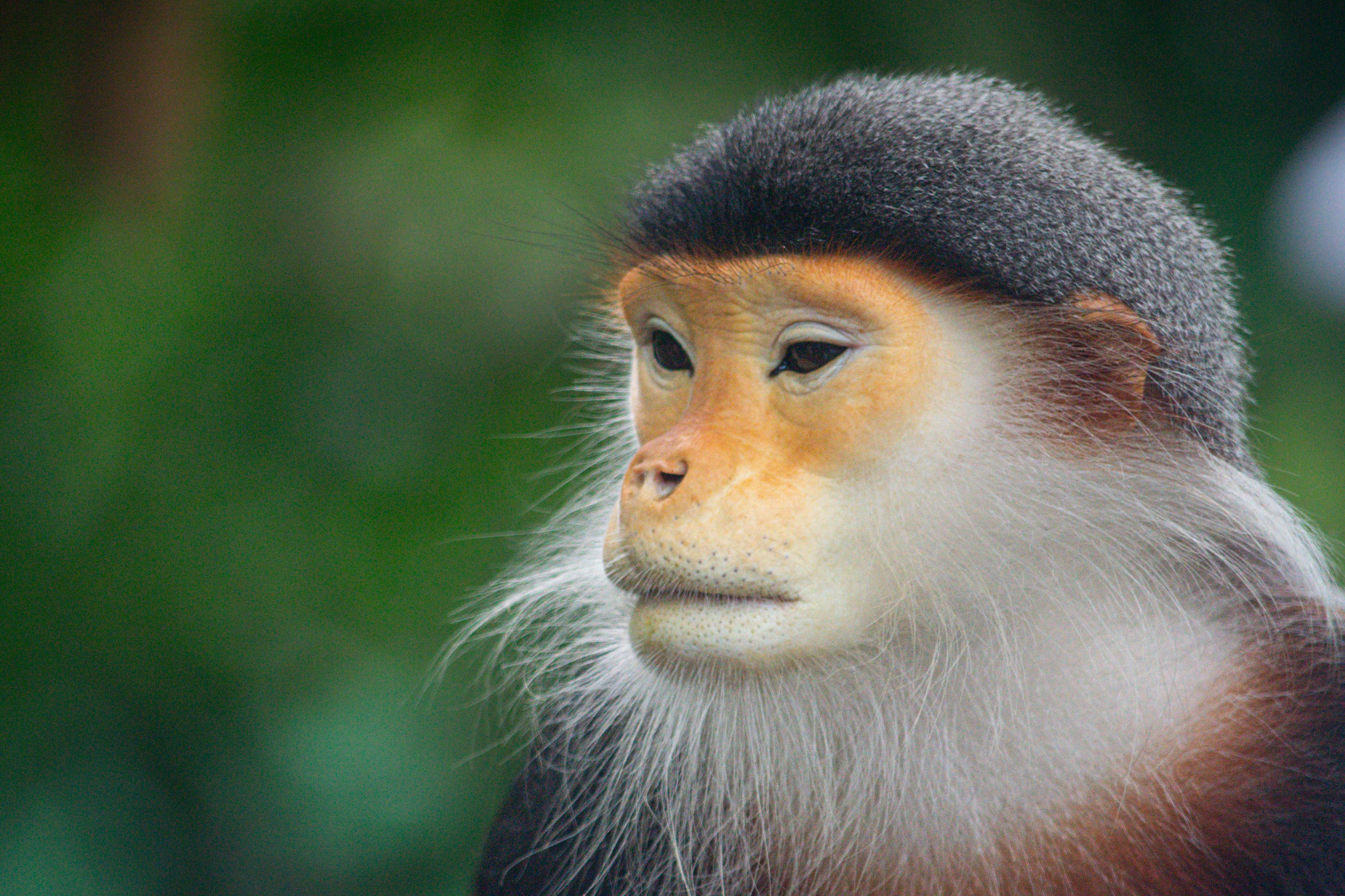 20250322-monkey-face.jpg