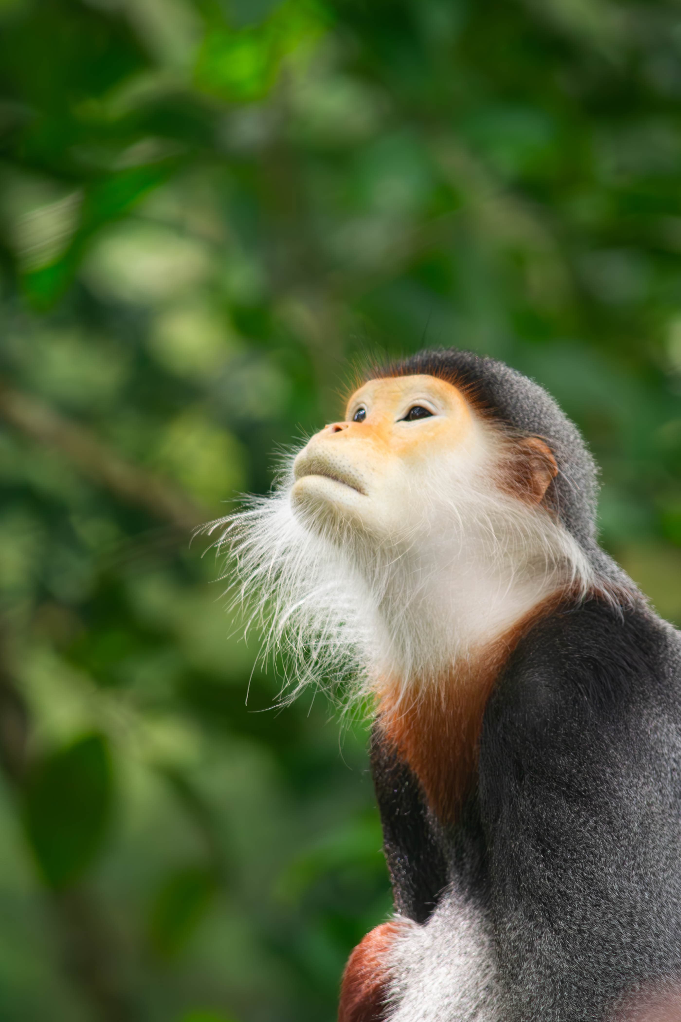 20250322-monkey-gaze.jpg