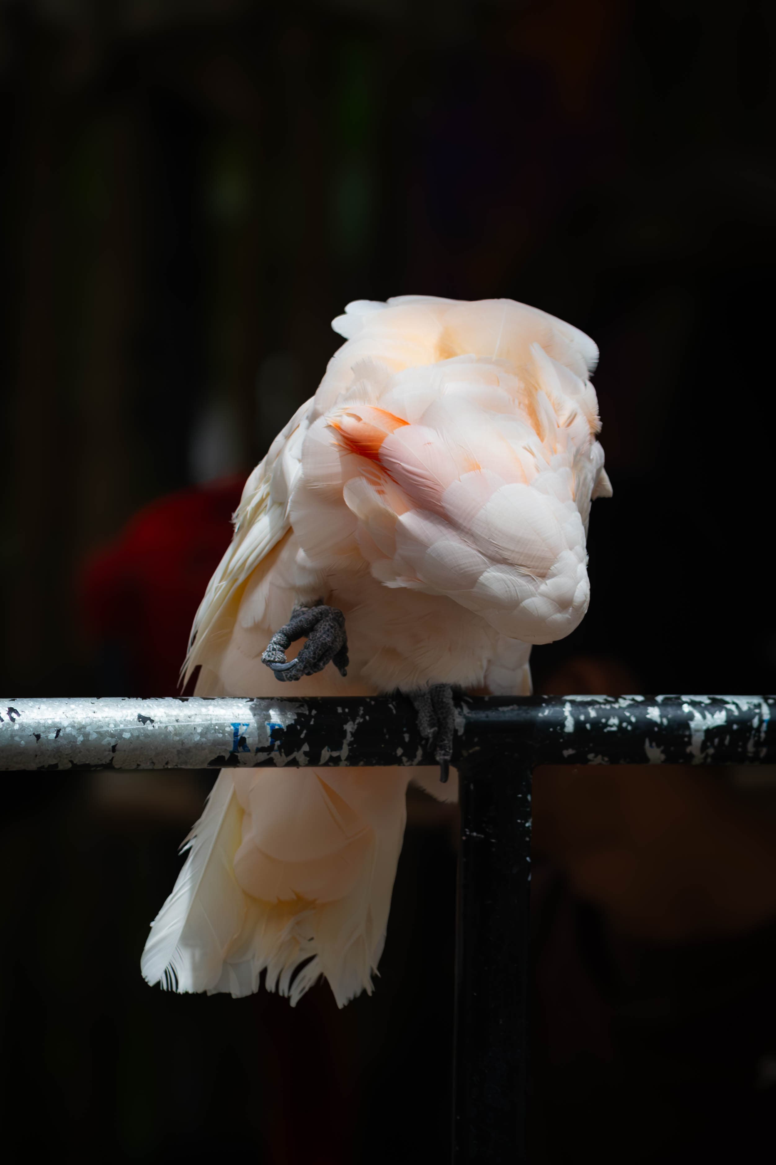 20250428-abstract-bird.jpg
