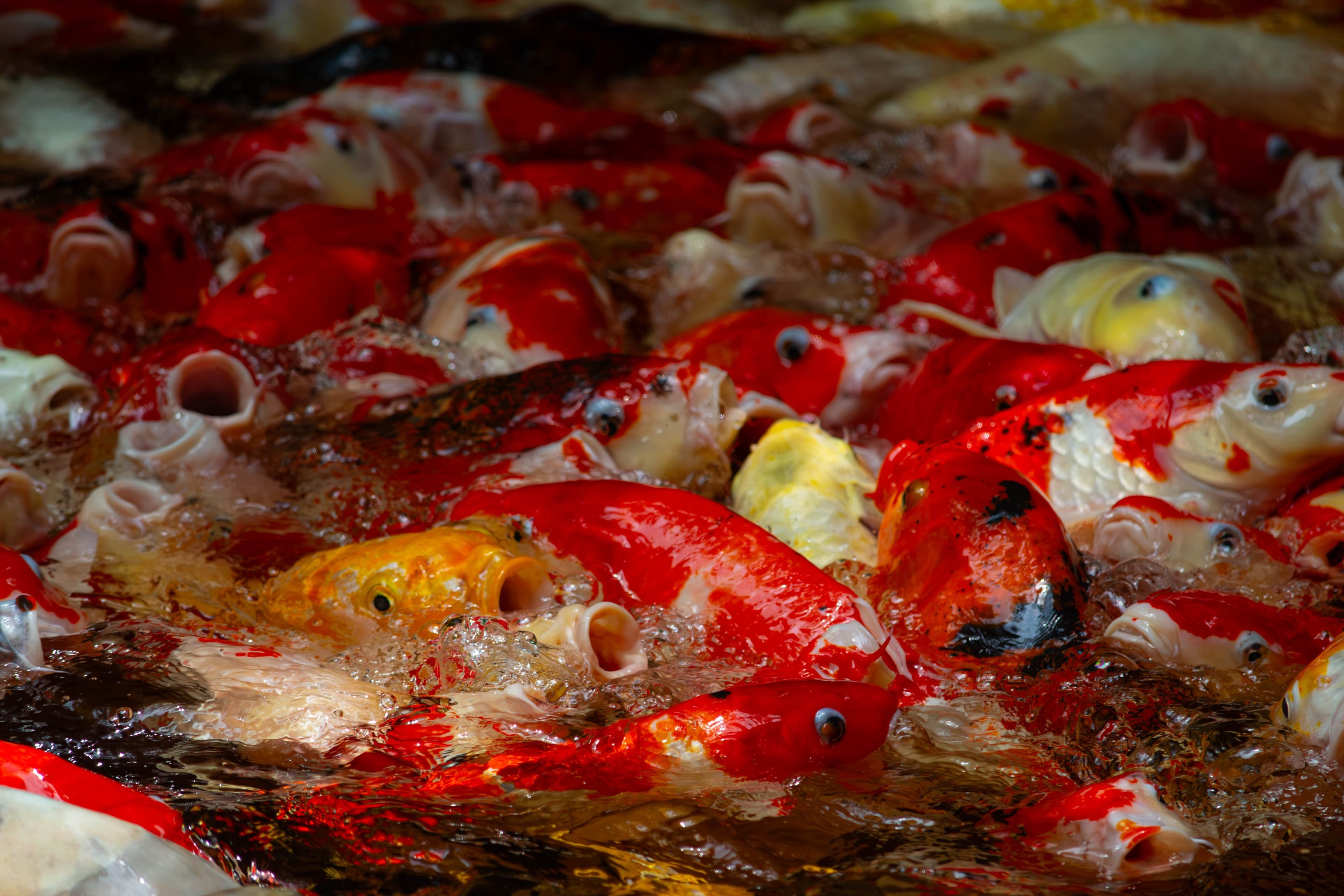 20250428-carps.jpg