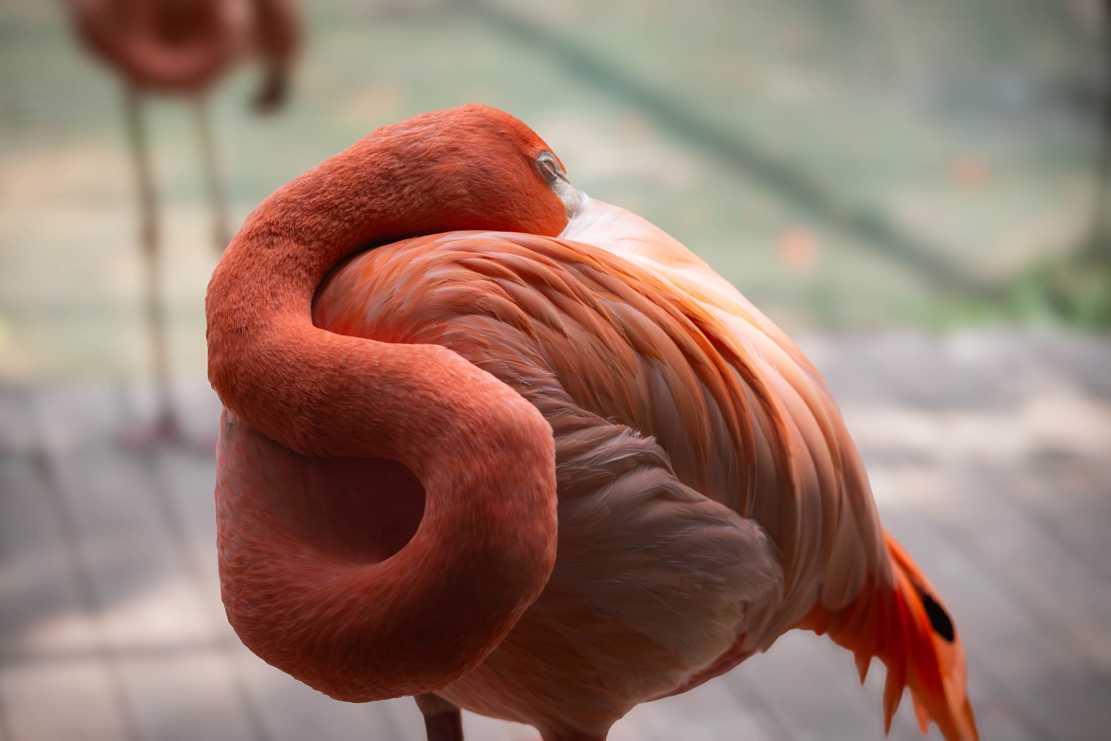 20250428-cuban-flamingo-2.jpg