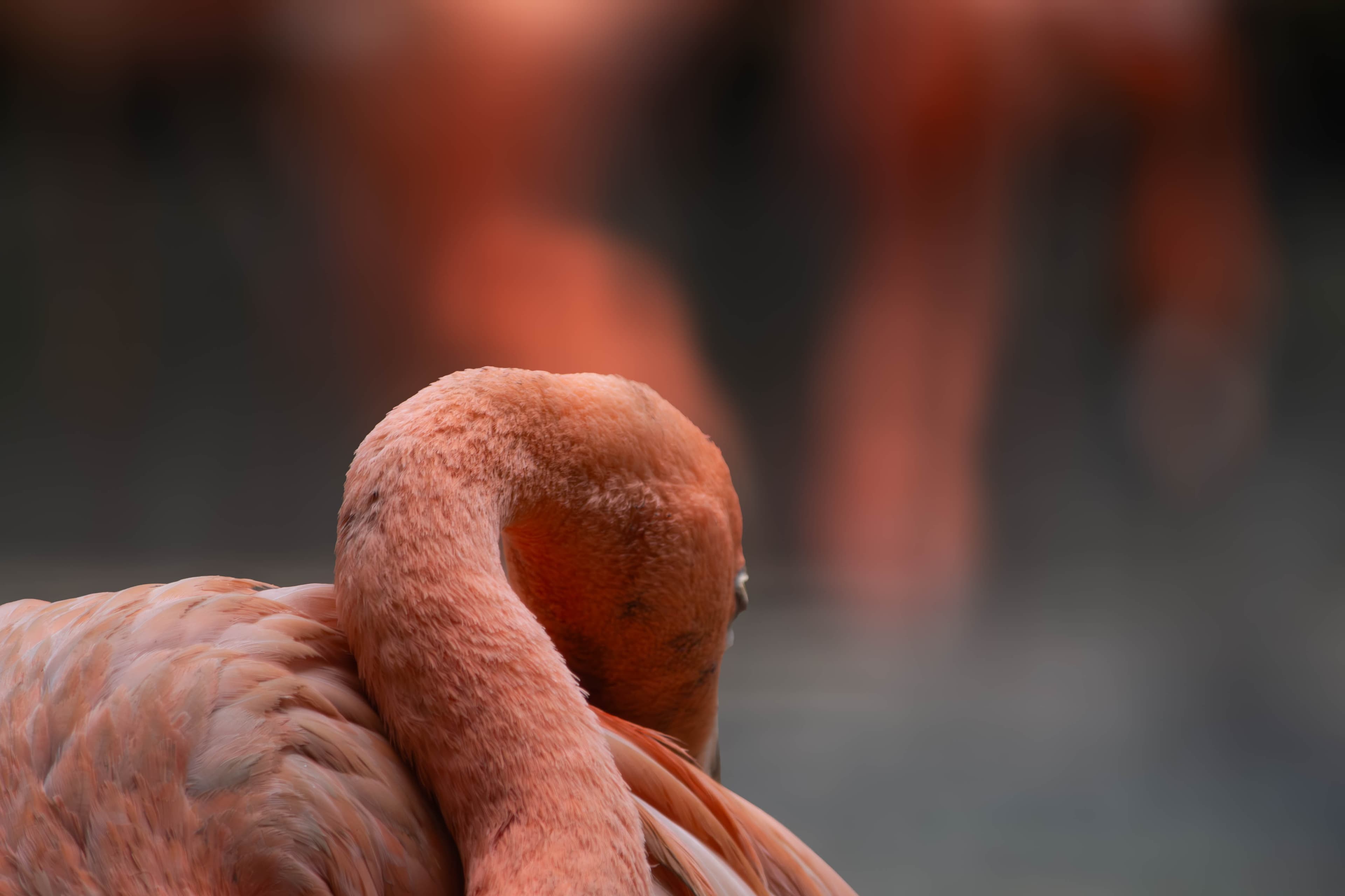 20250428-cuban-flamingo.jpg
