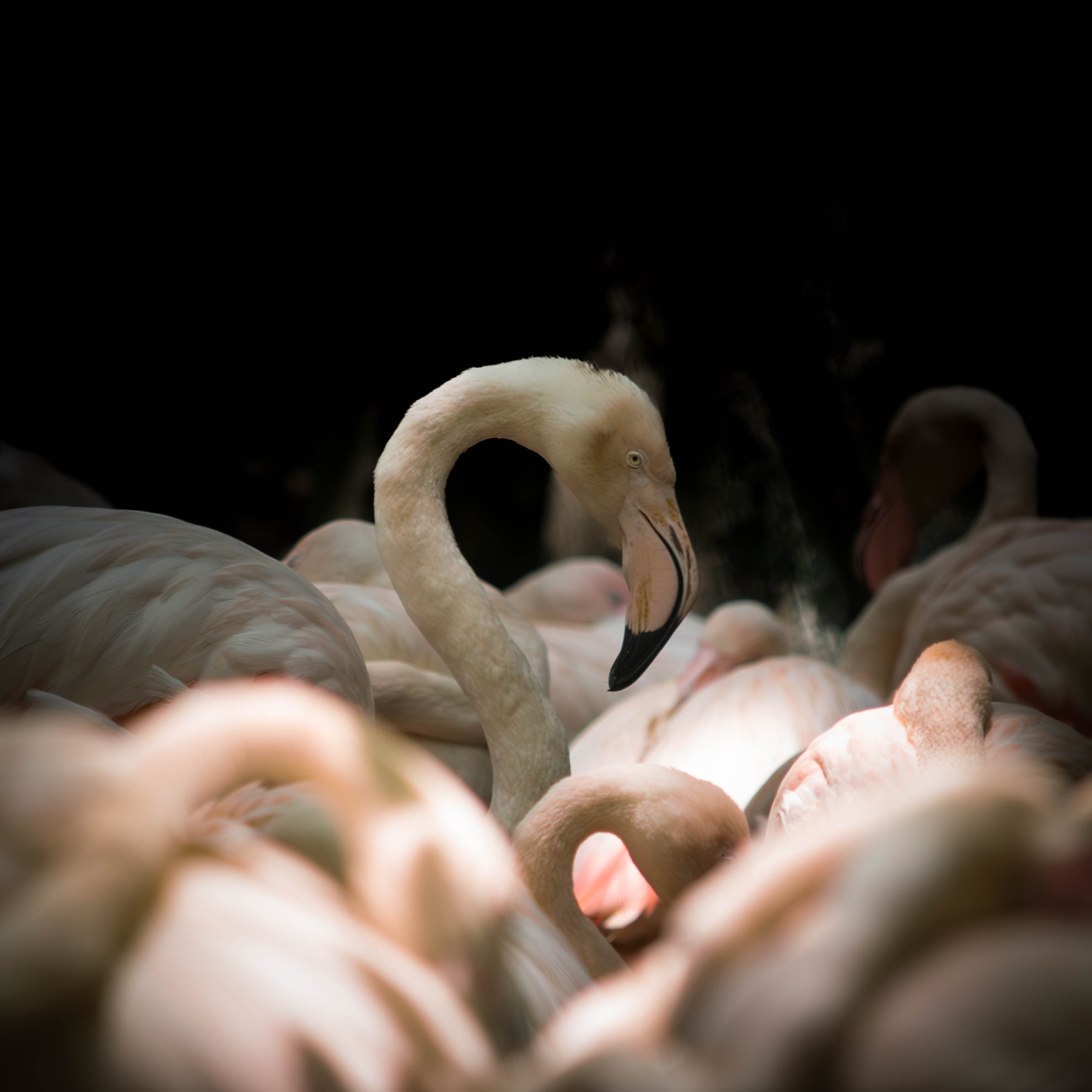 20250428-flamingo-epic.jpg