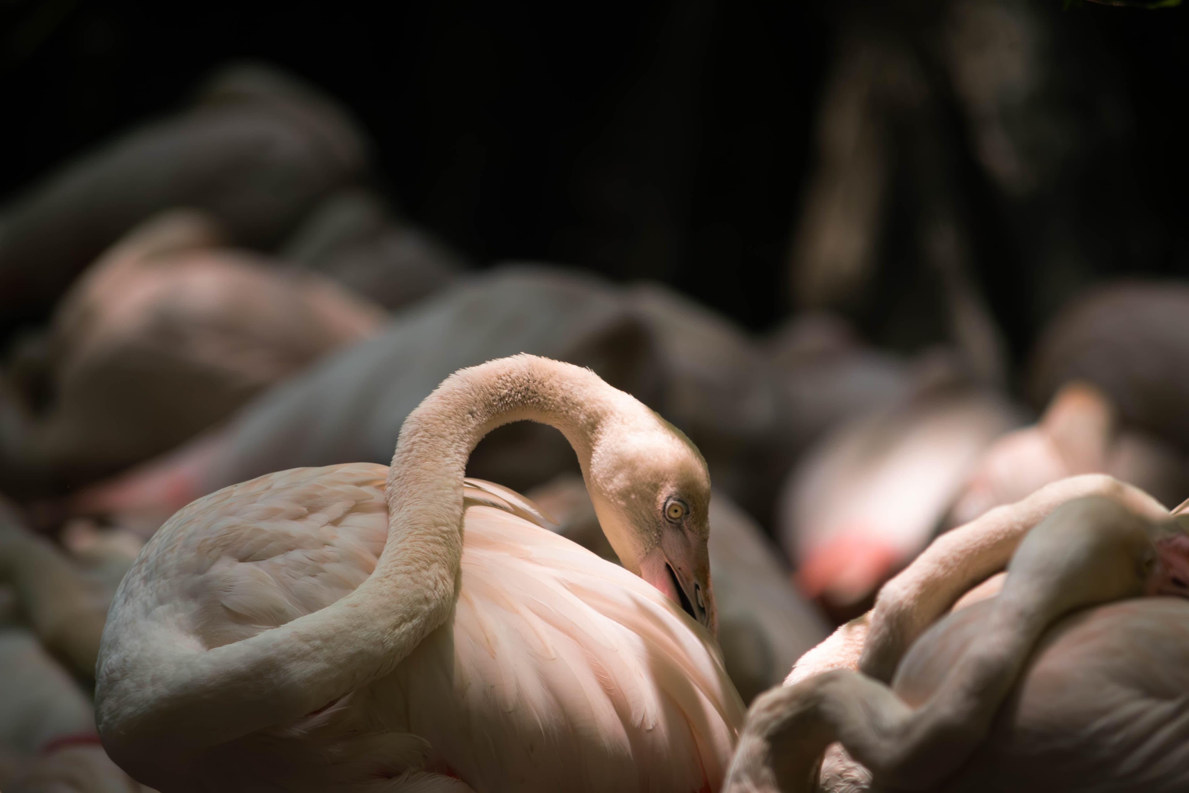 20250428-flamingo.jpg