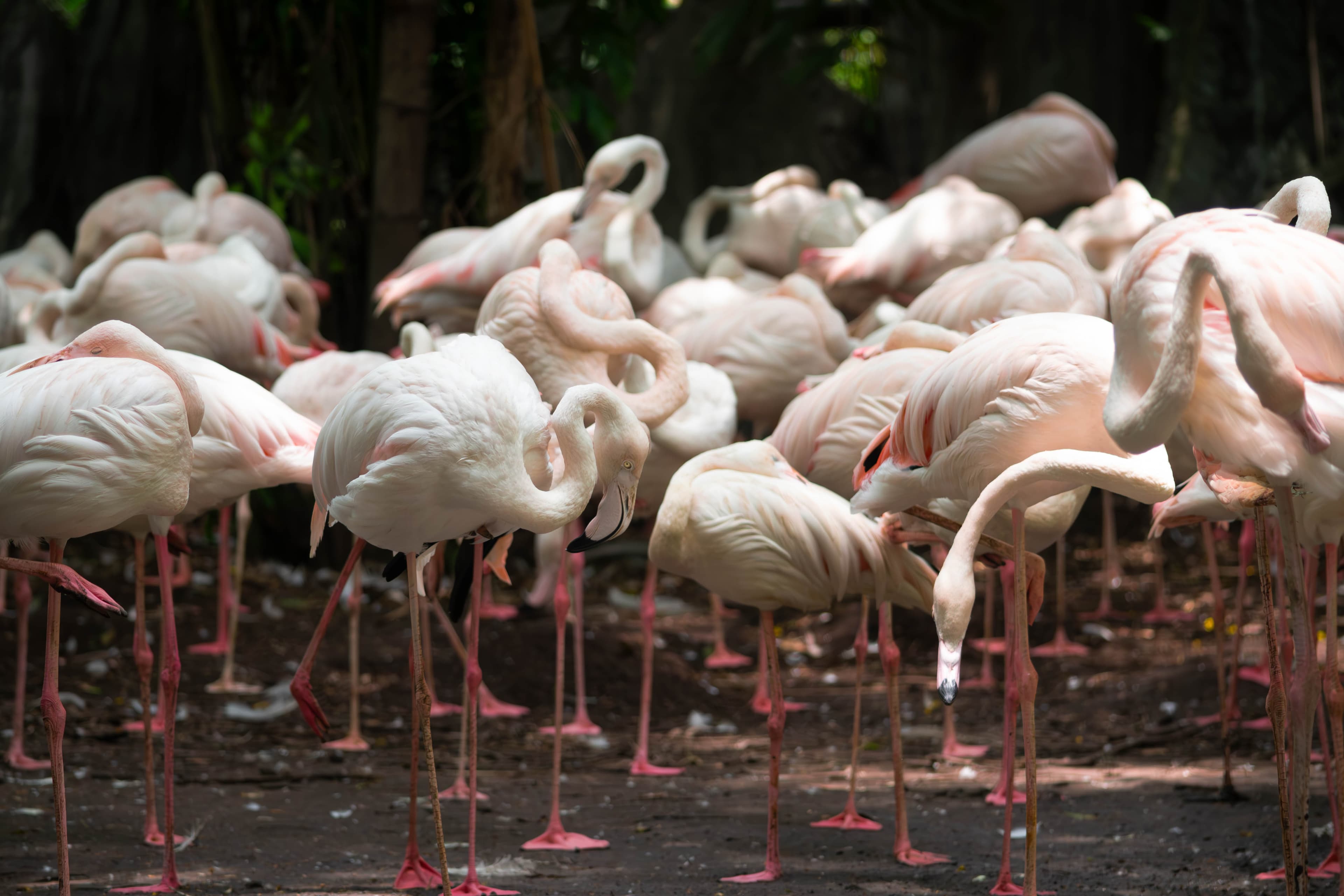 20250428-flamingoes.jpg