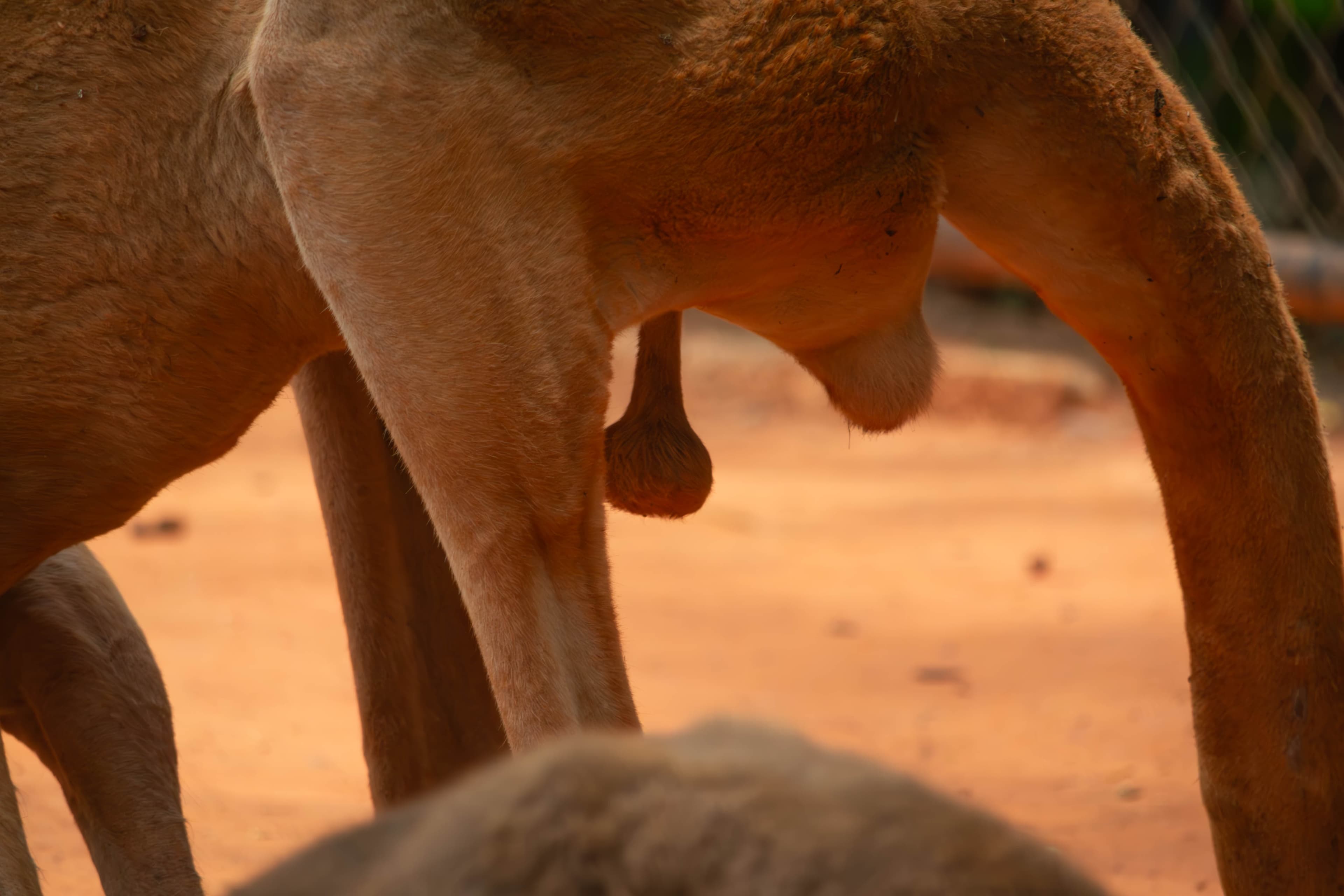20250428-kangeroo-balls.jpg