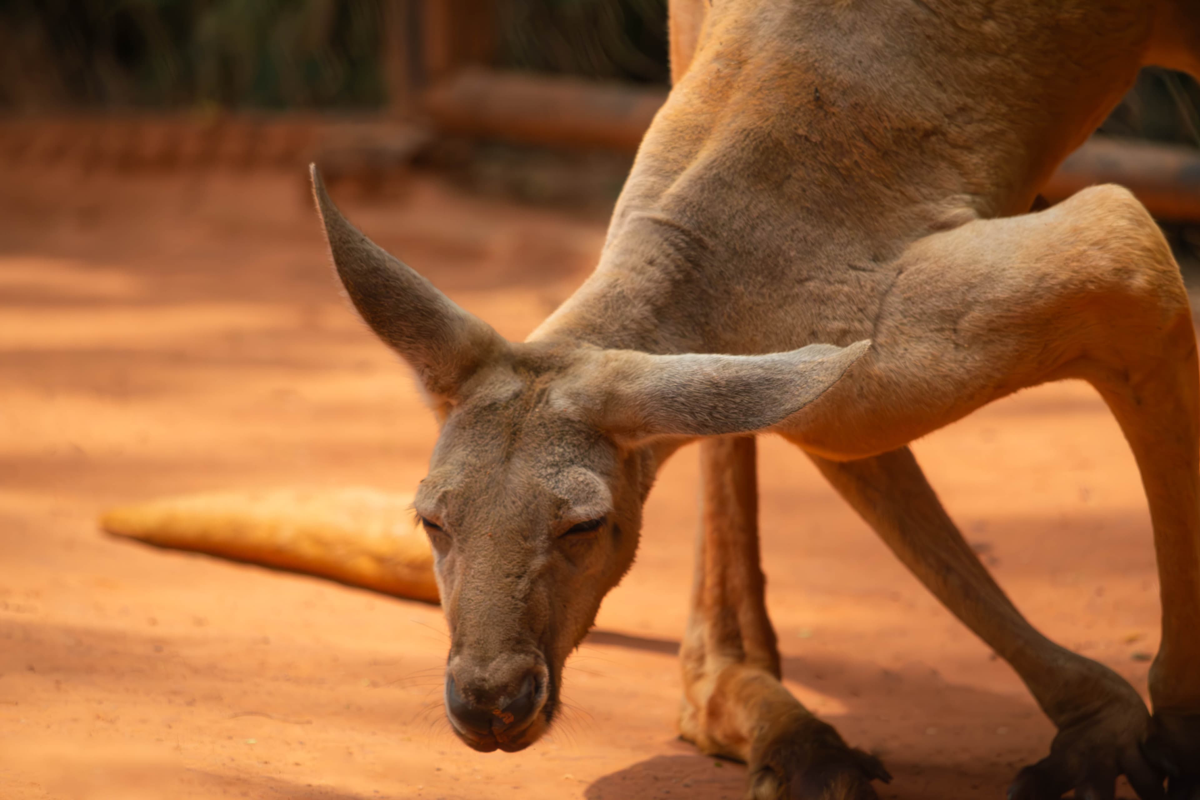 20250428-kangeroo.jpg