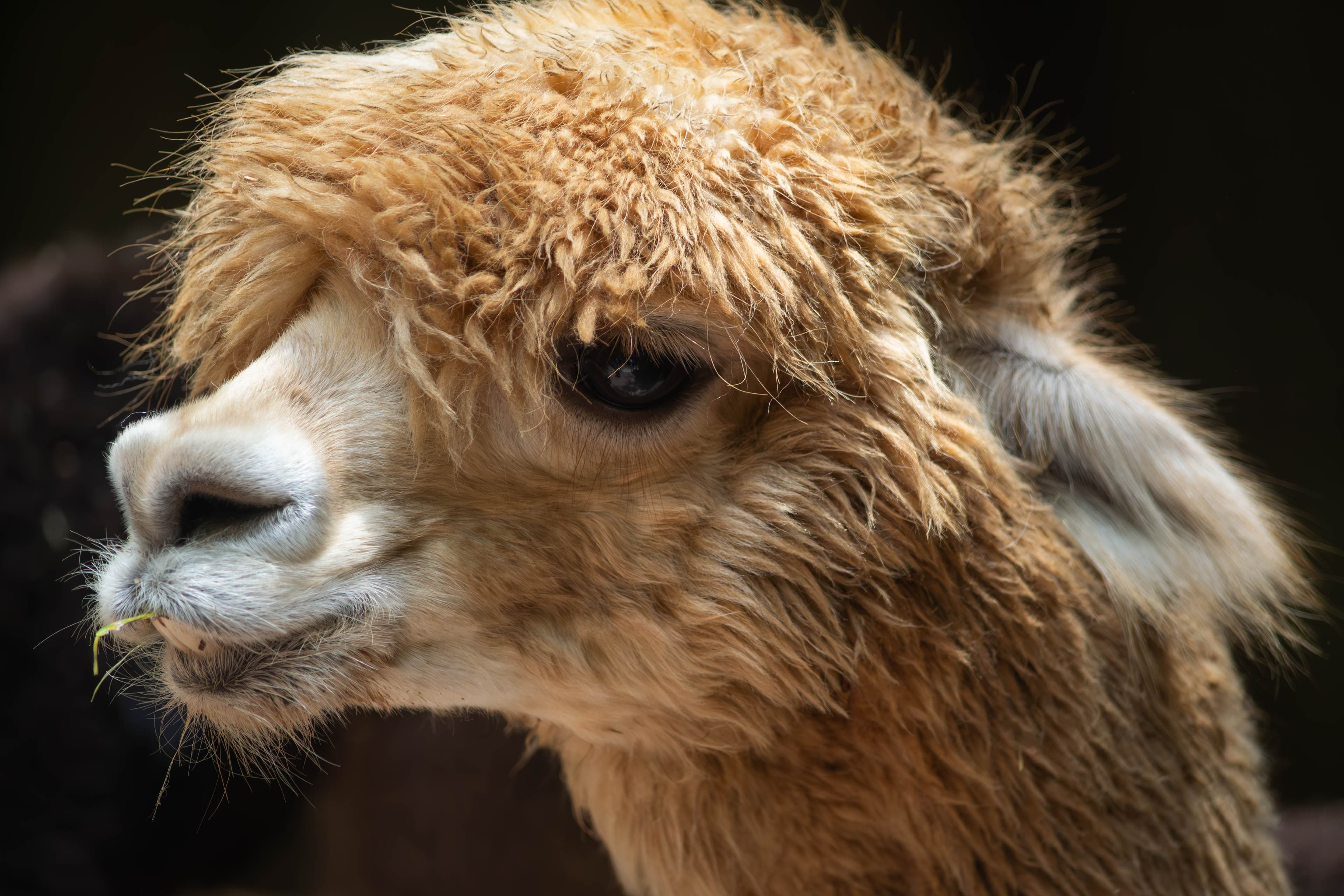 20250428-llama.jpg