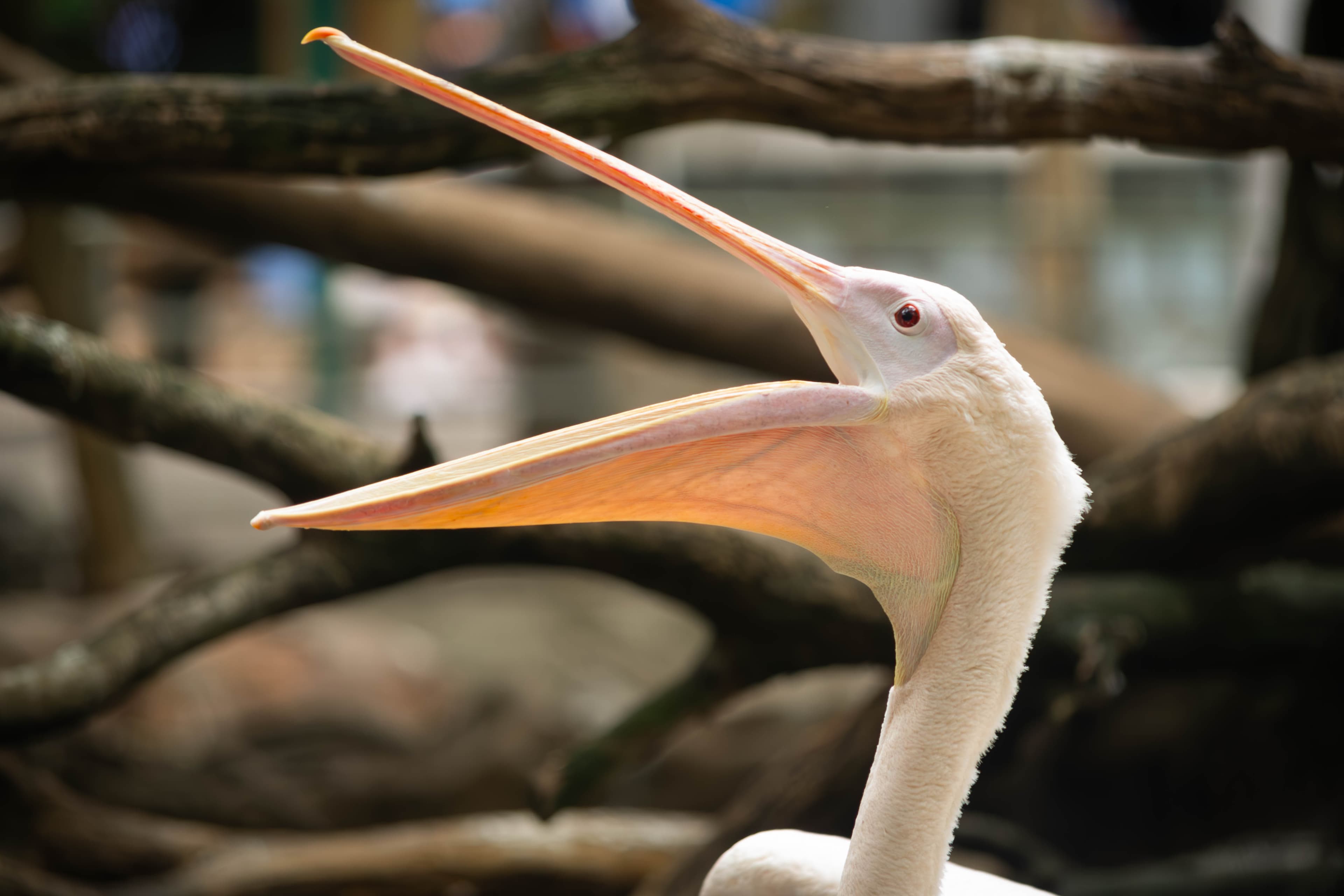 20250428-pelican-closeup-2.jpg