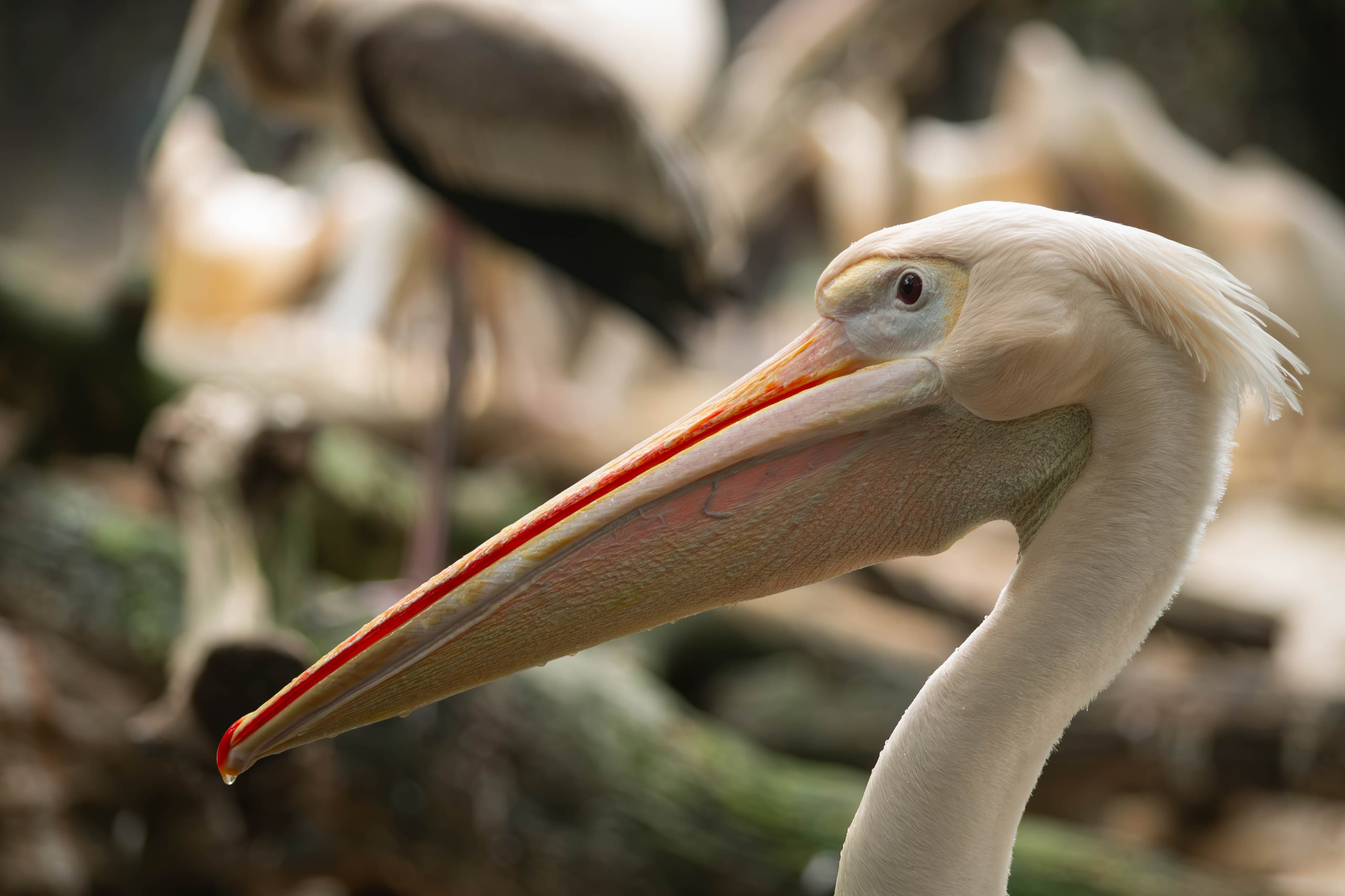 20250428-pelican-closeup.jpg