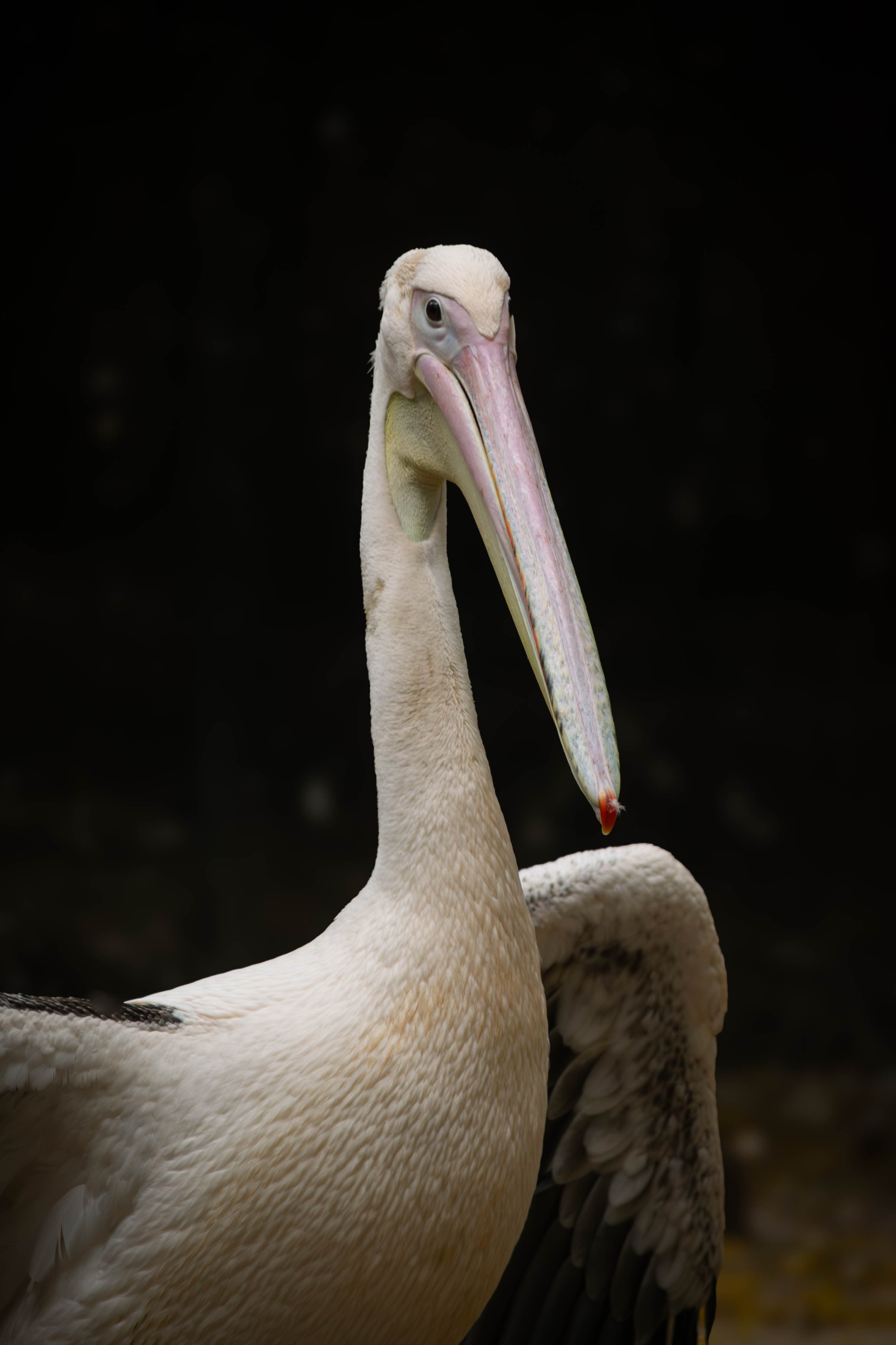 20250428-pelican-portrait.jpg