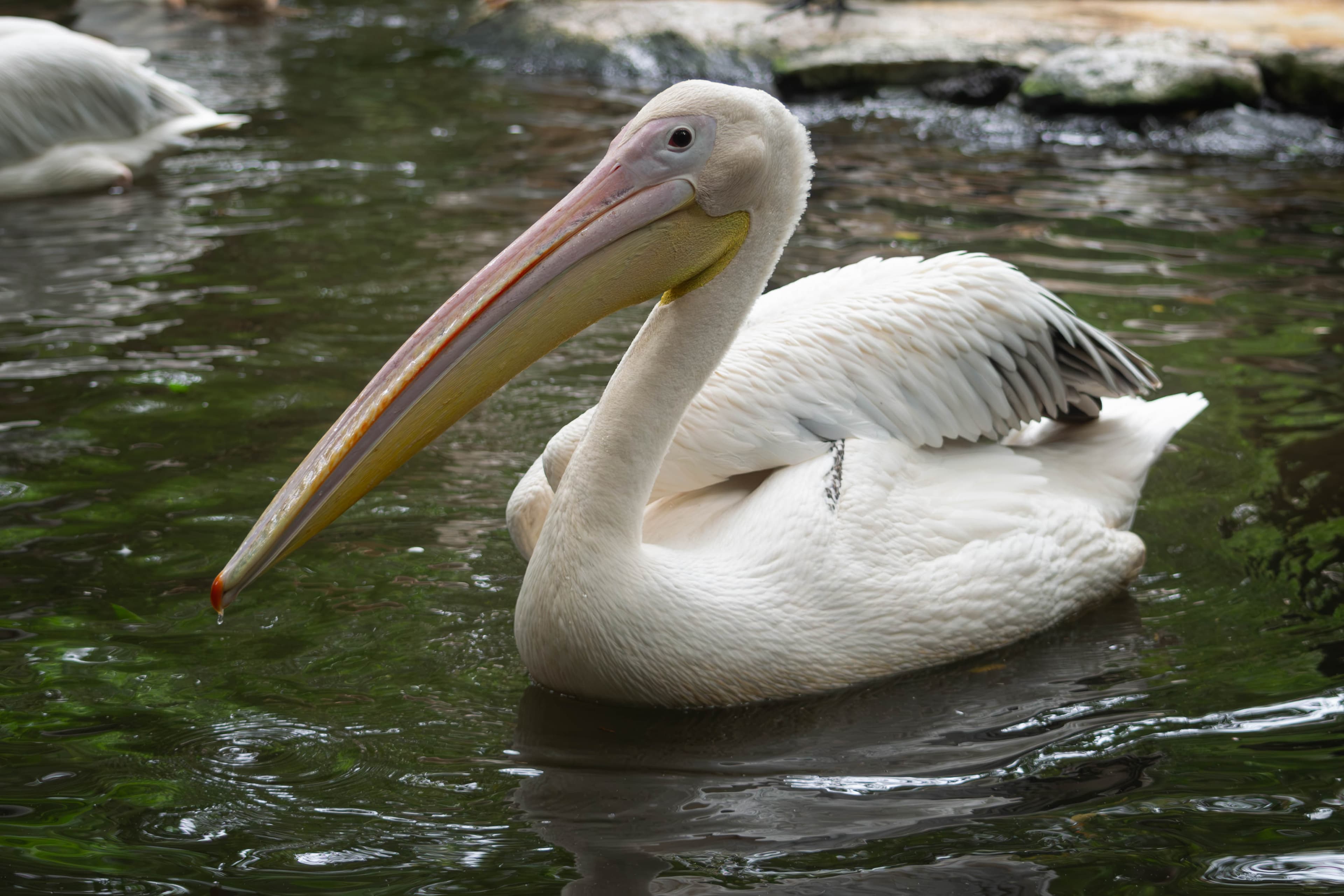20250428-pelican-water.jpg