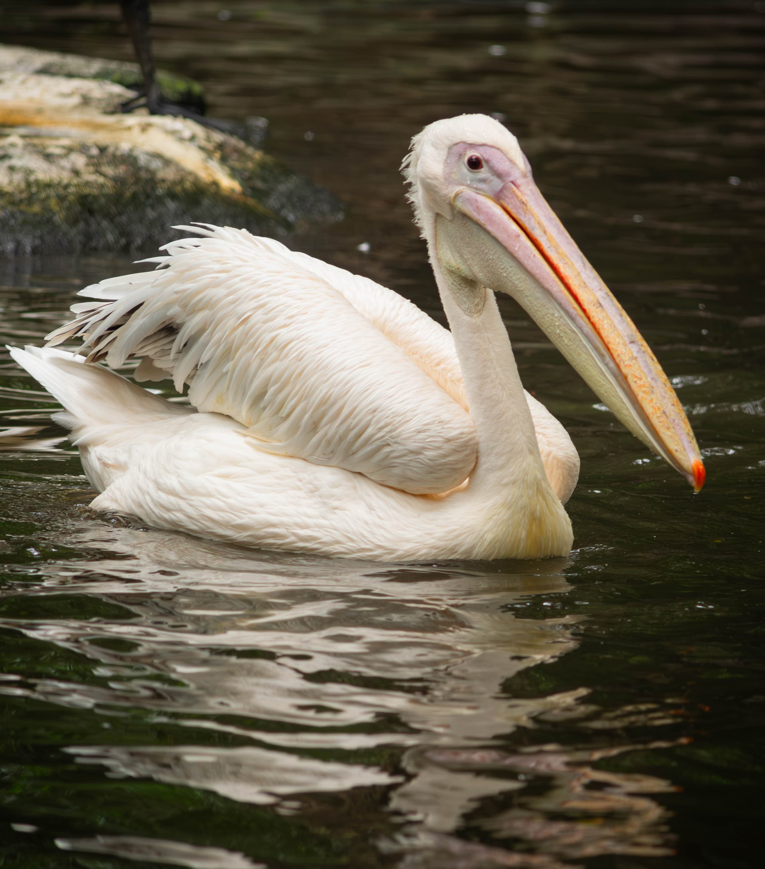 20250428-pelican.jpg