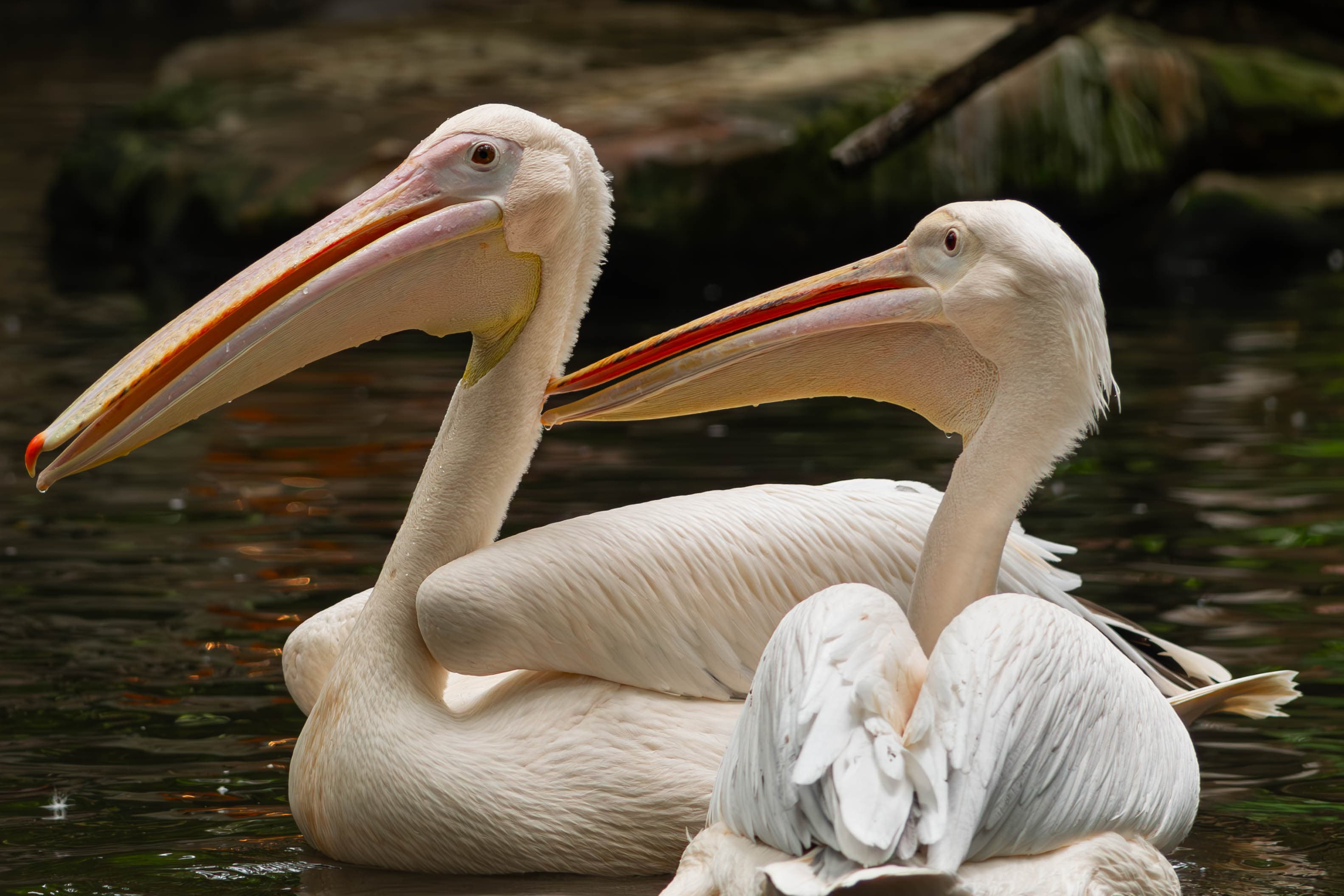 20250428-two-pelicans.jpg