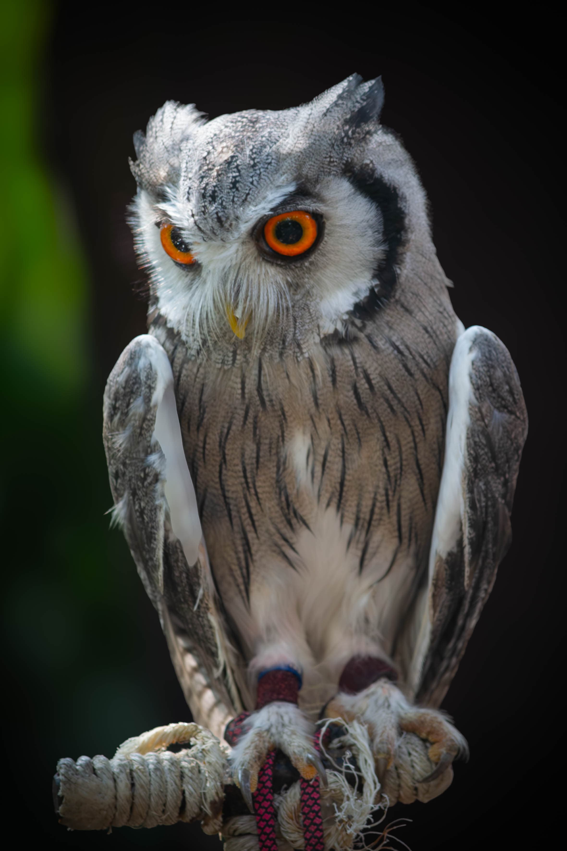 20250429-owl.jpg