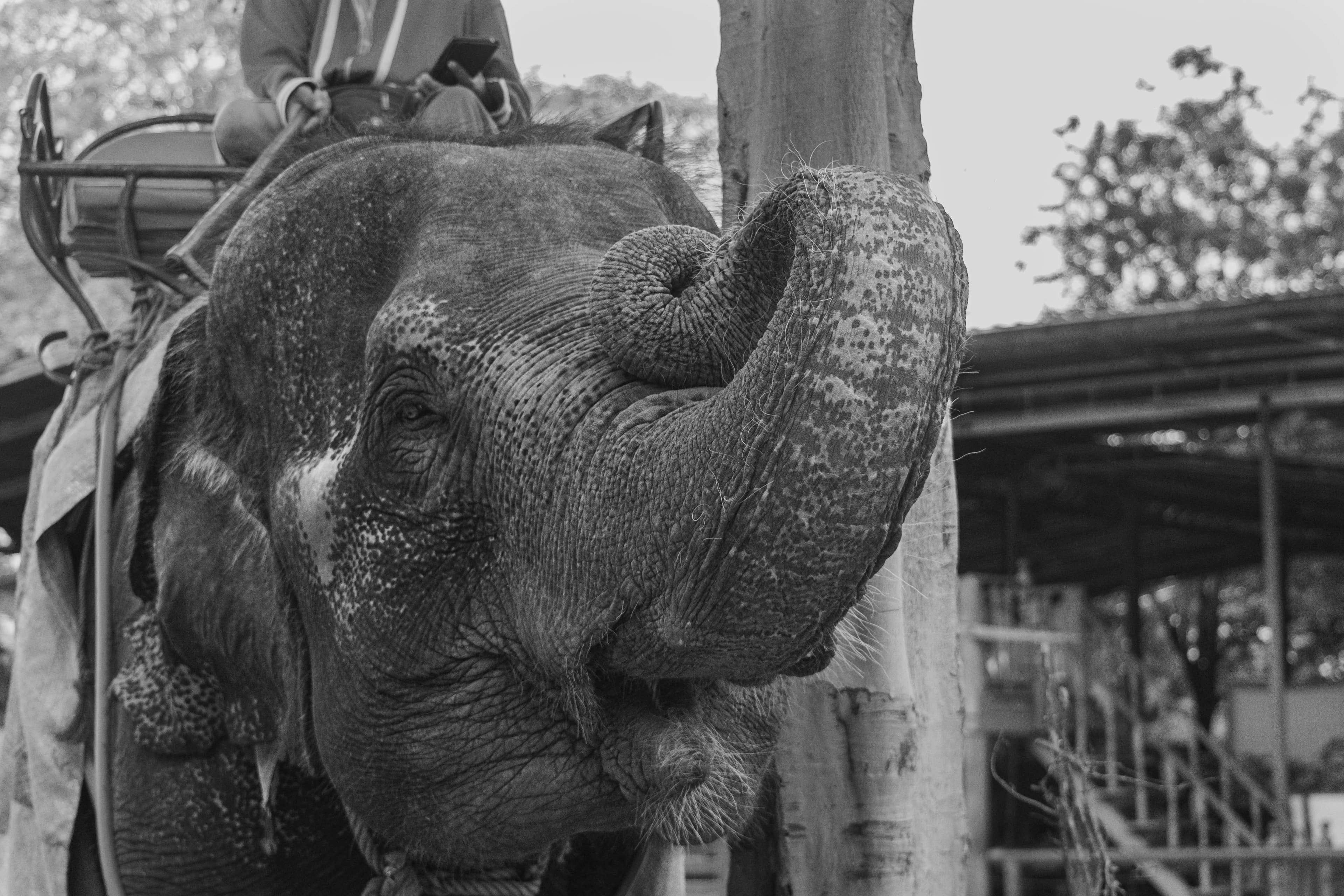 20250516-elephant.jpg