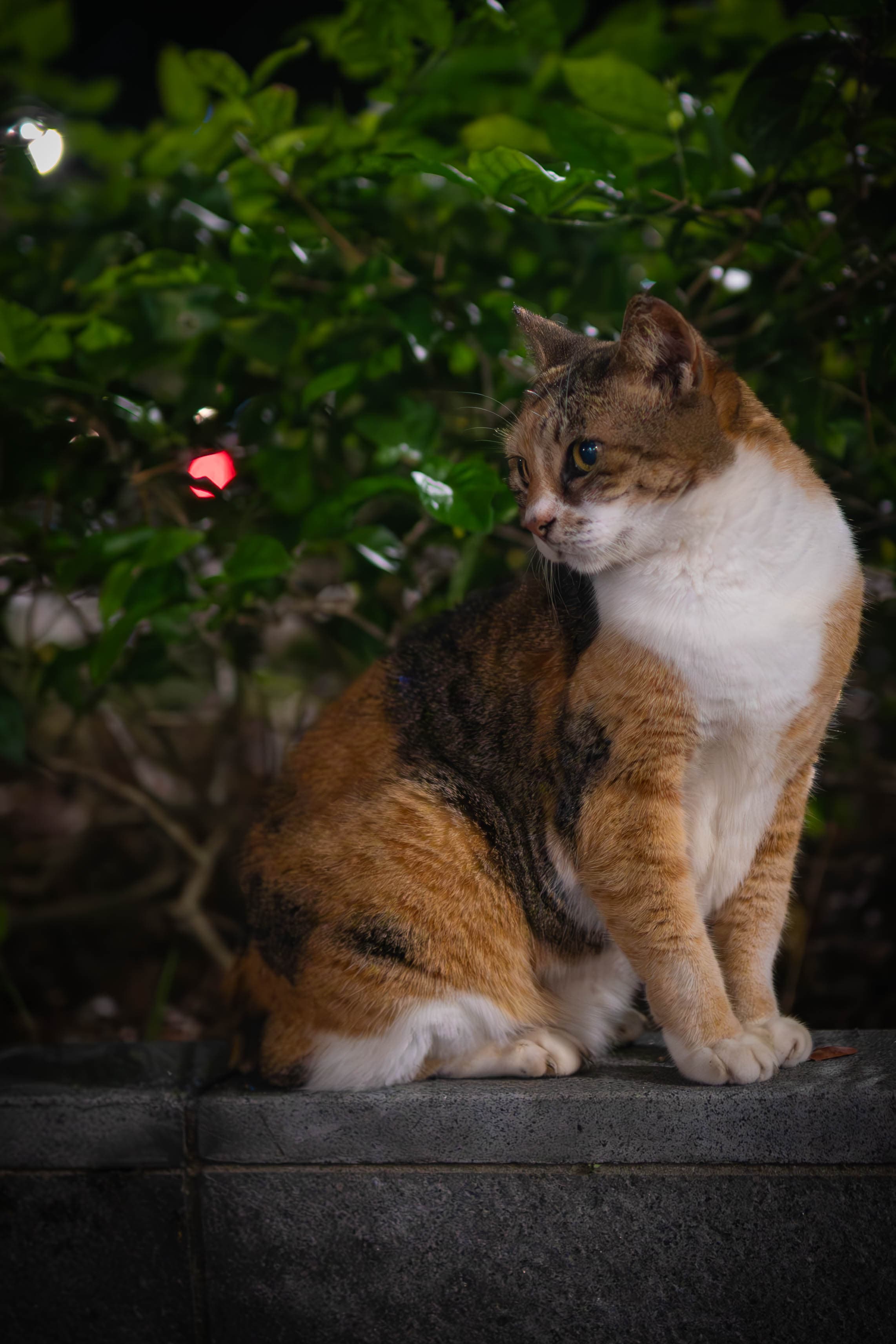 20241204-cat-2.jpg