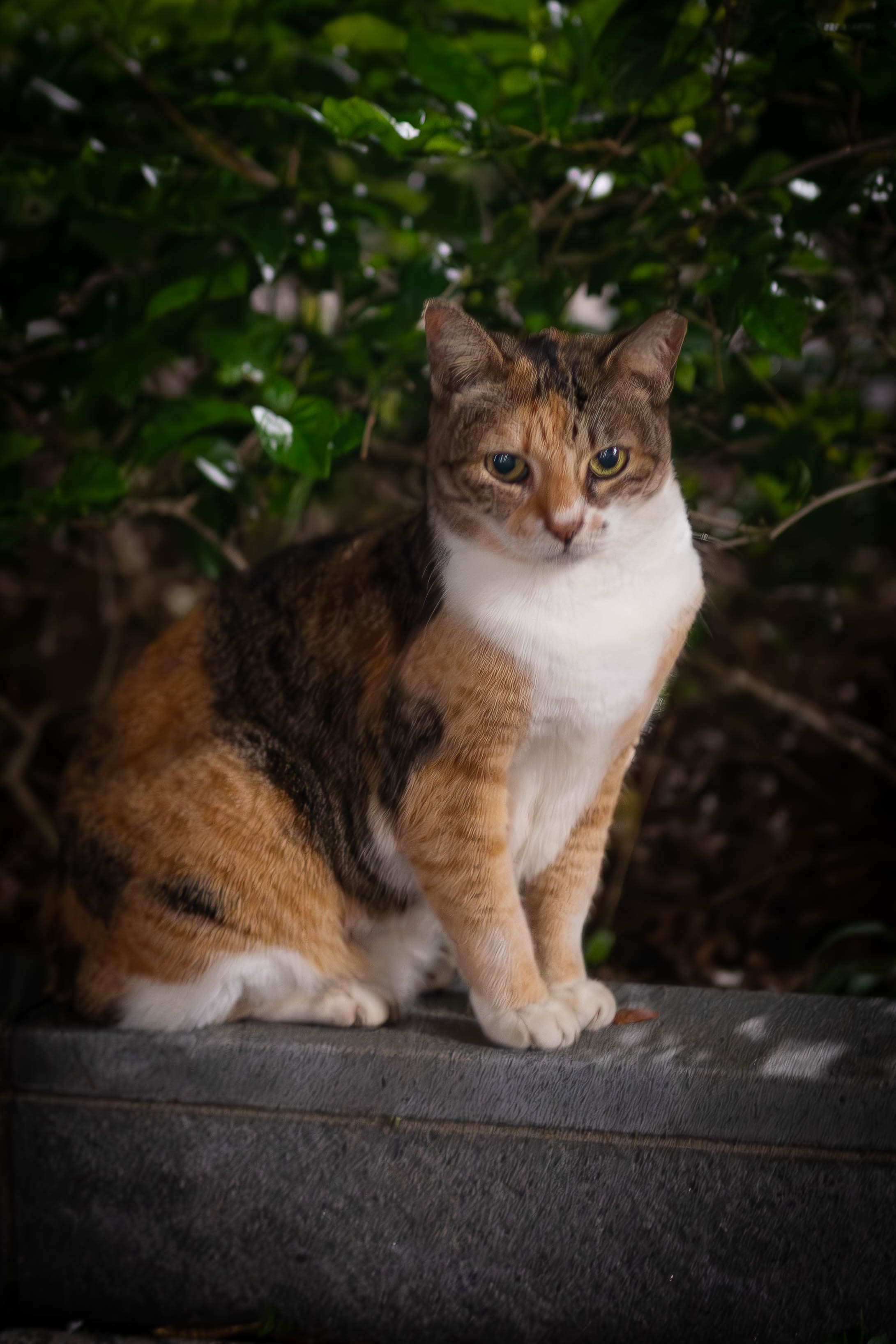 20241204-cat.jpg