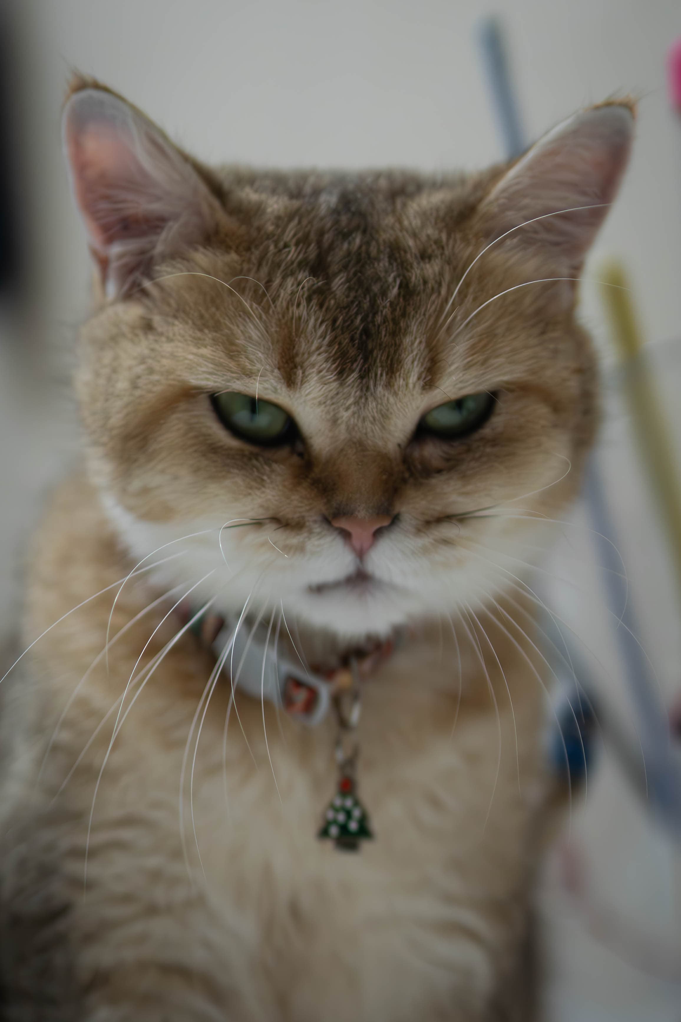 20241206-angry-cat.jpg