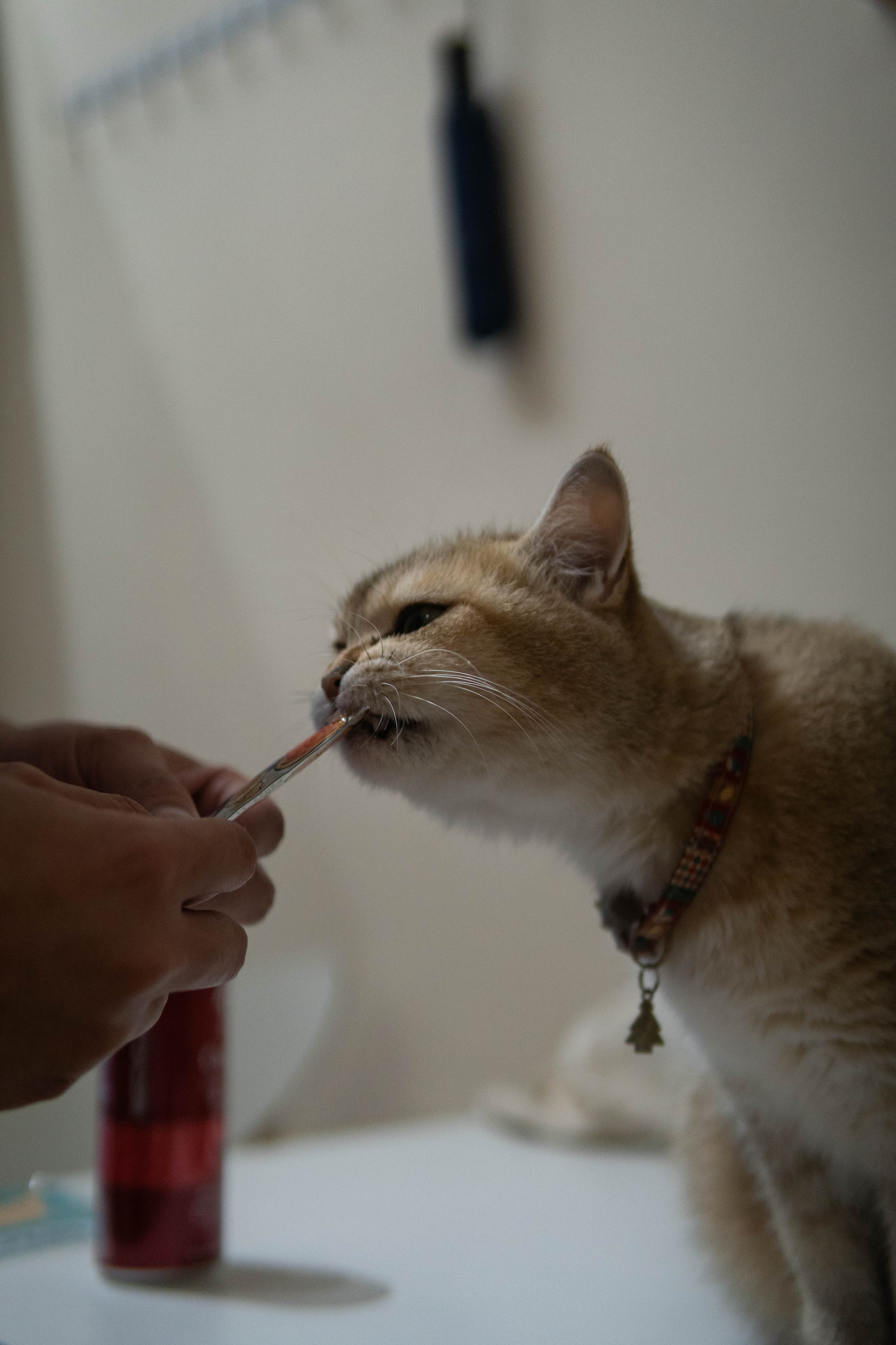 20241206-christmas-cat-eating.jpg