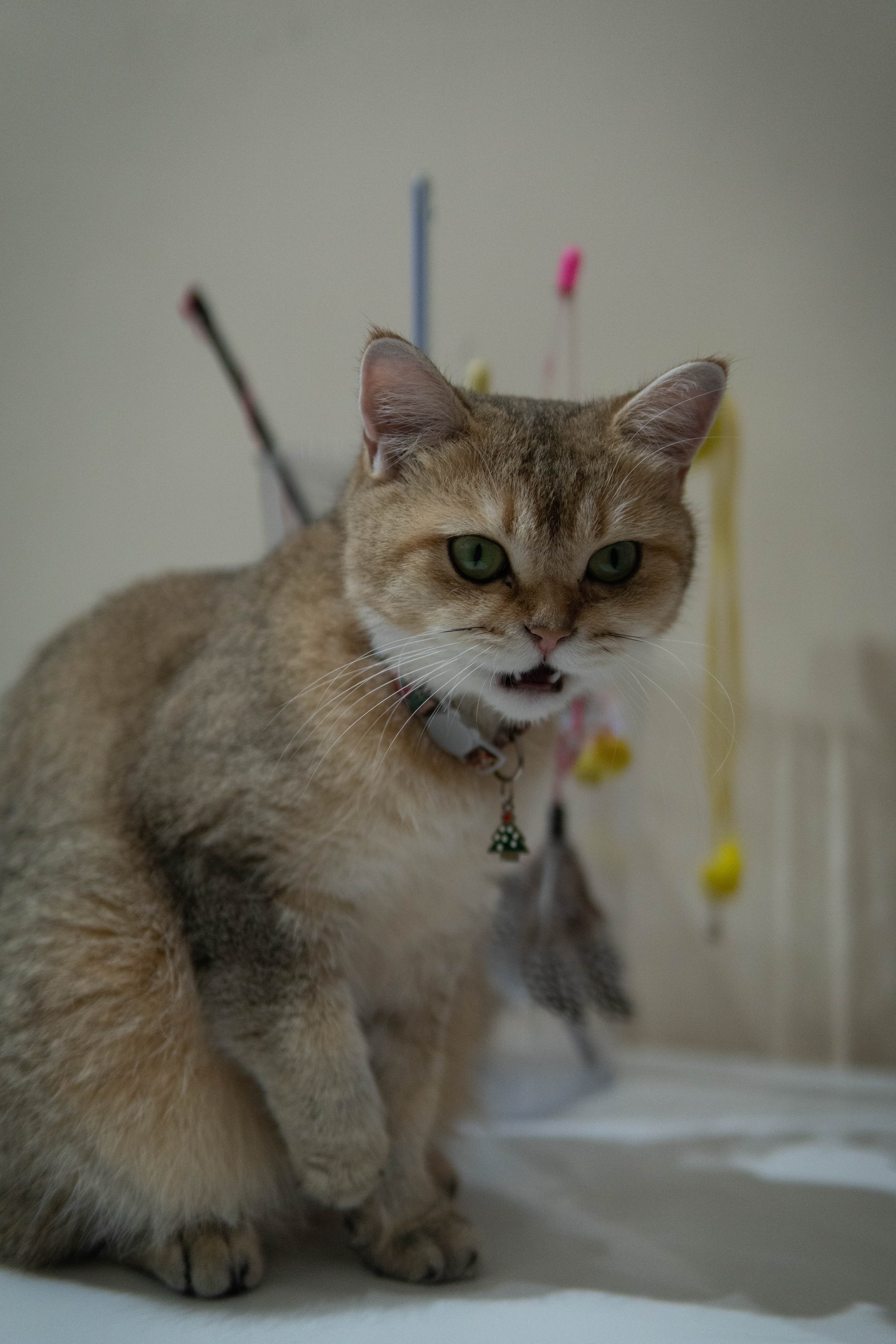 20241206-christmas-cat-funny.jpg