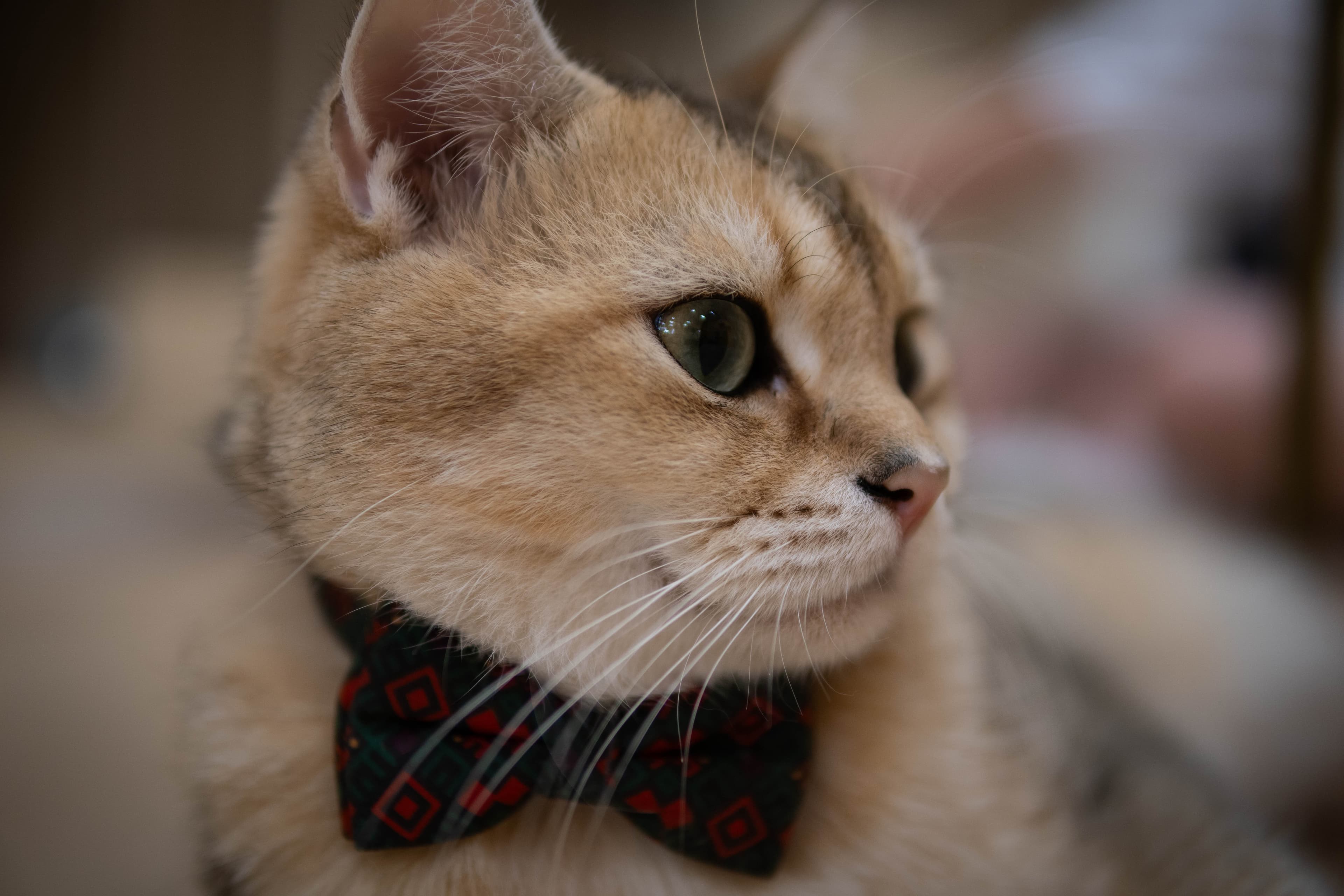 20241206-distinguised-cat-2.jpg
