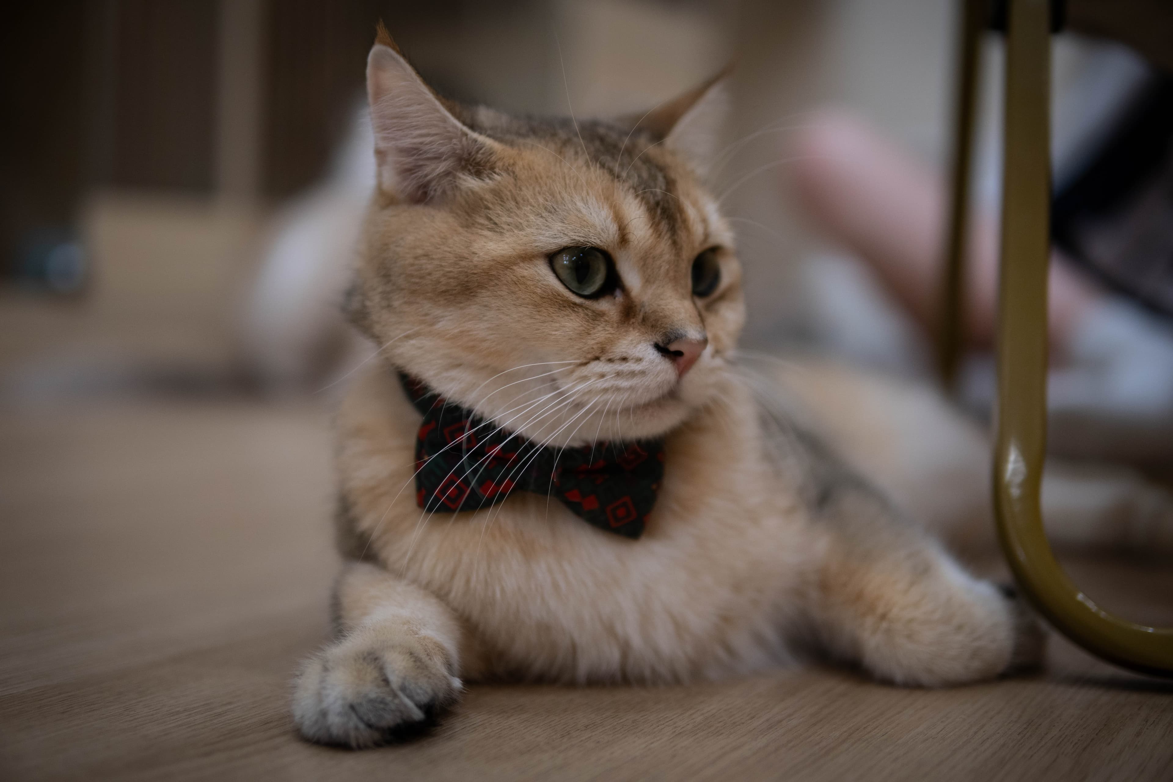 20241206-distinguised-cat-3.jpg