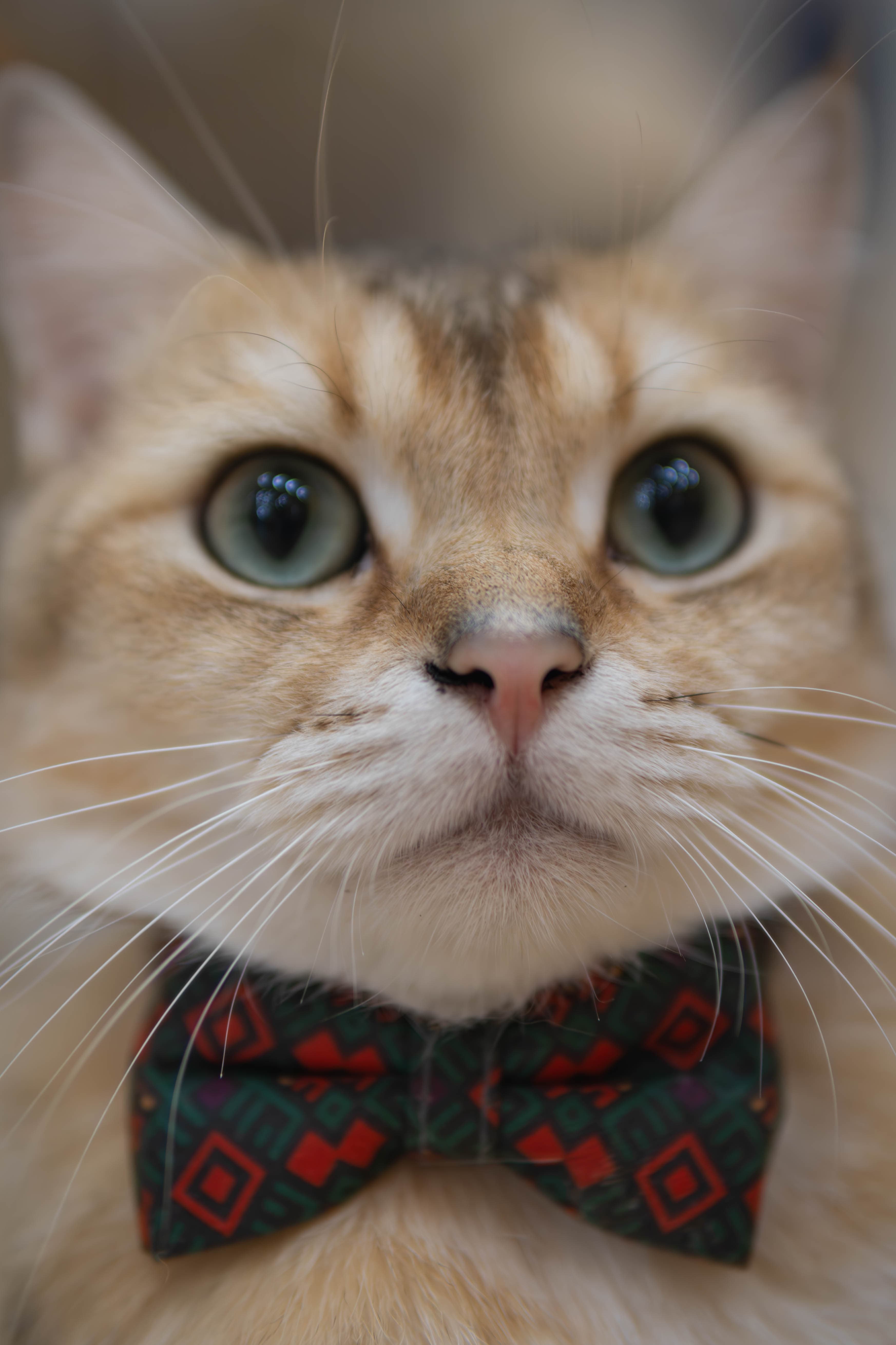 20241206-distinguised-cat.jpg