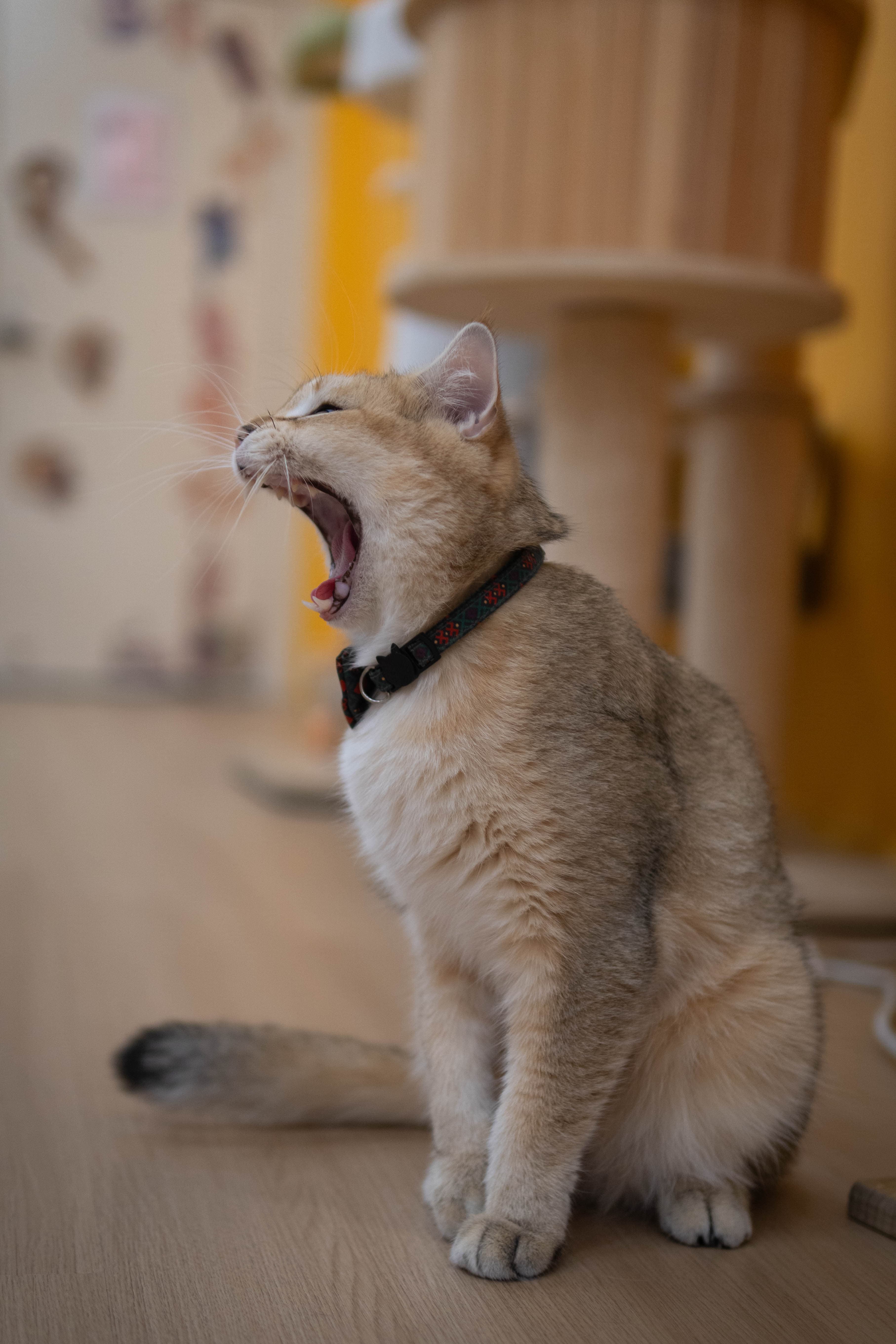 20241206-distinguished-cat-2.jpg