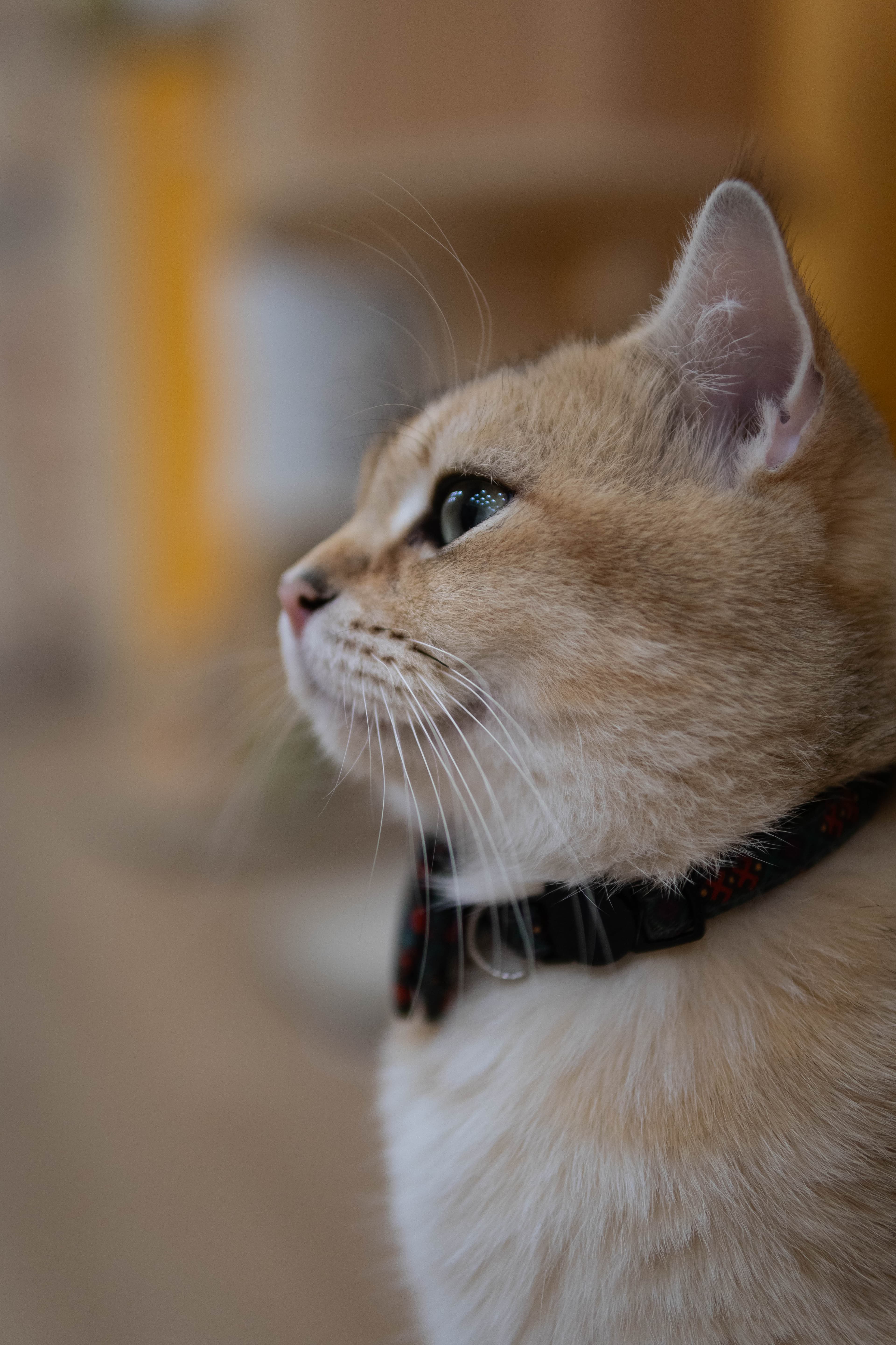 20241206-distinguished-cat-3.jpg