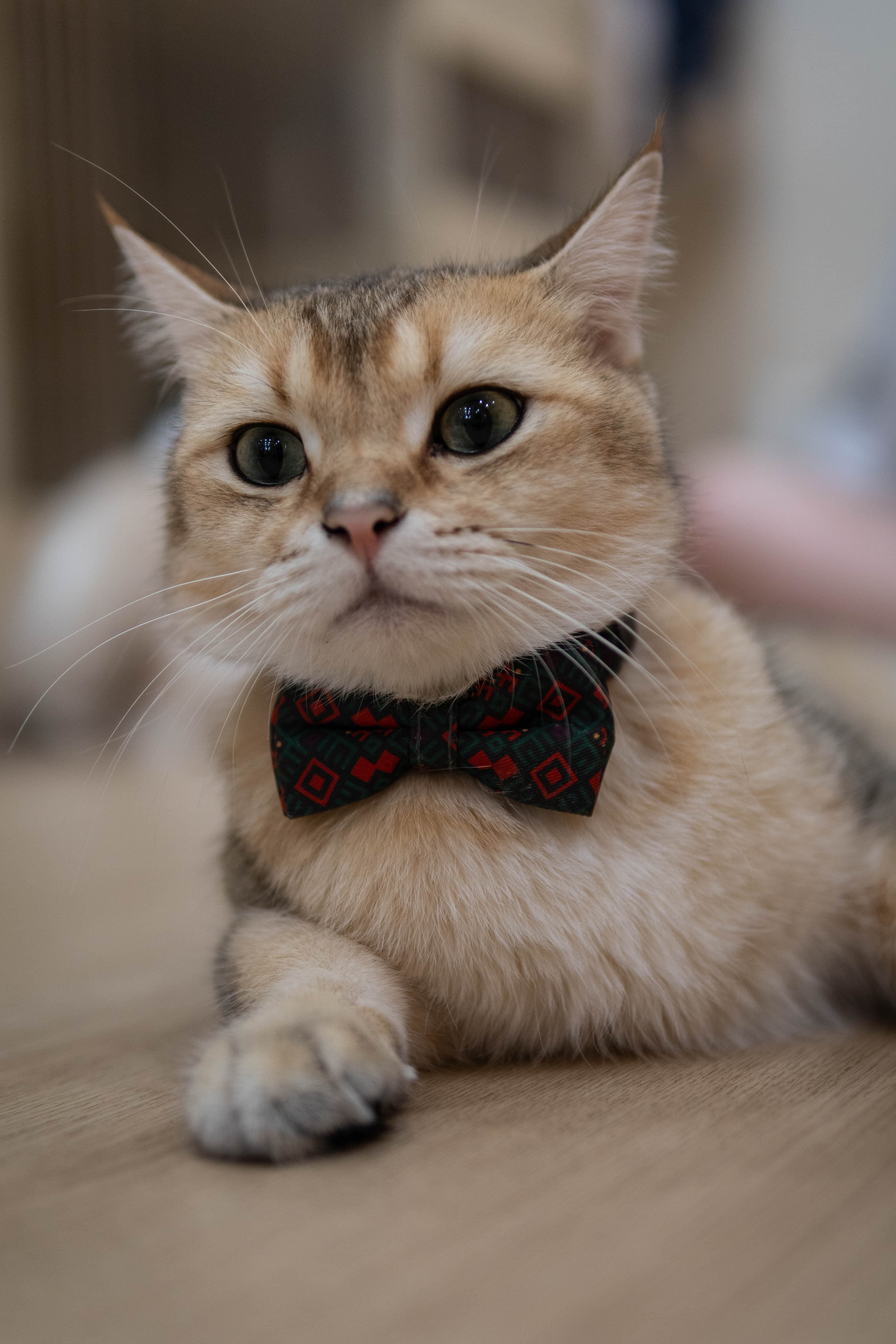 20241206-distinguished-cat.jpg