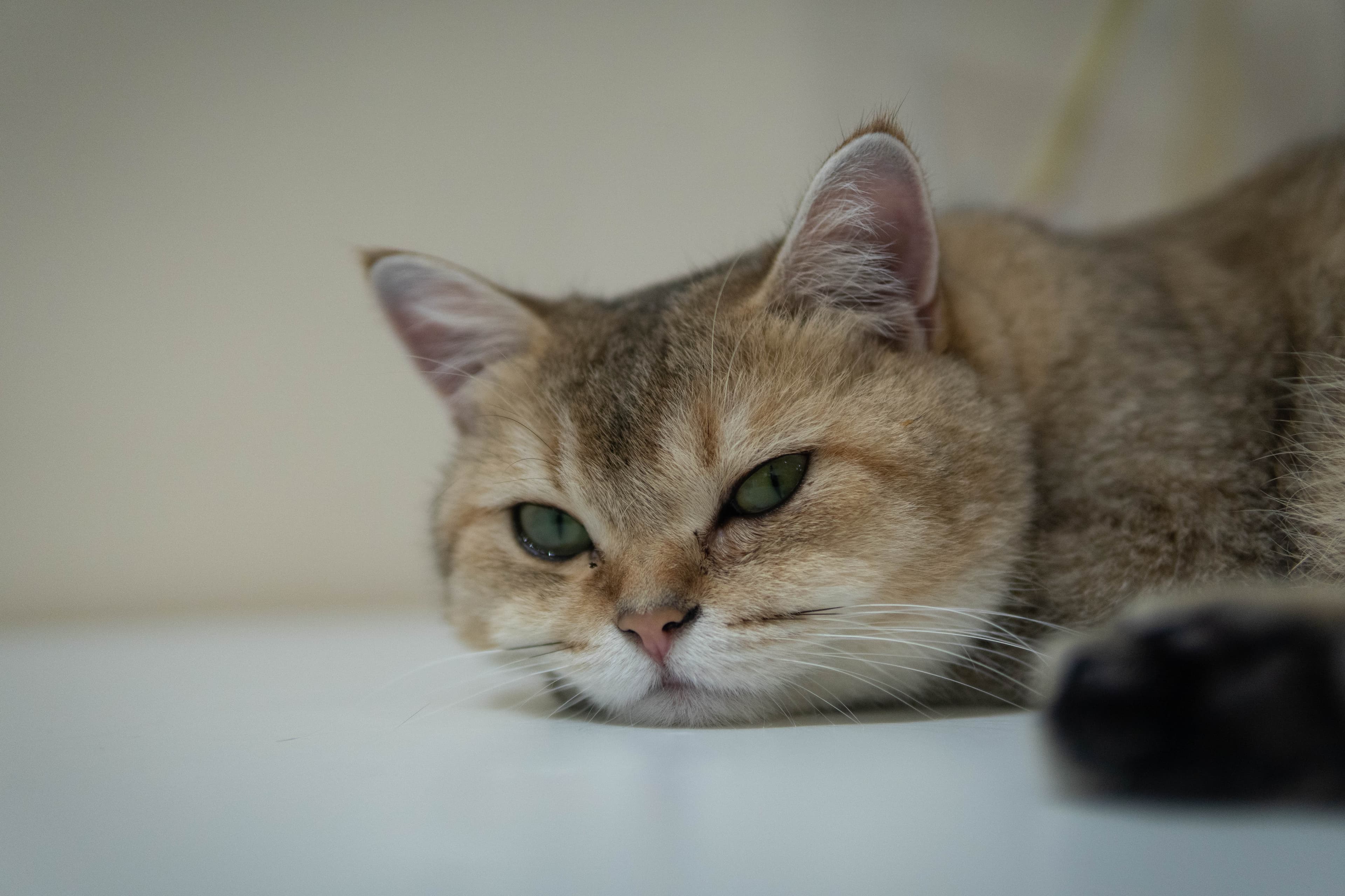 20241206-lying-cat.jpg