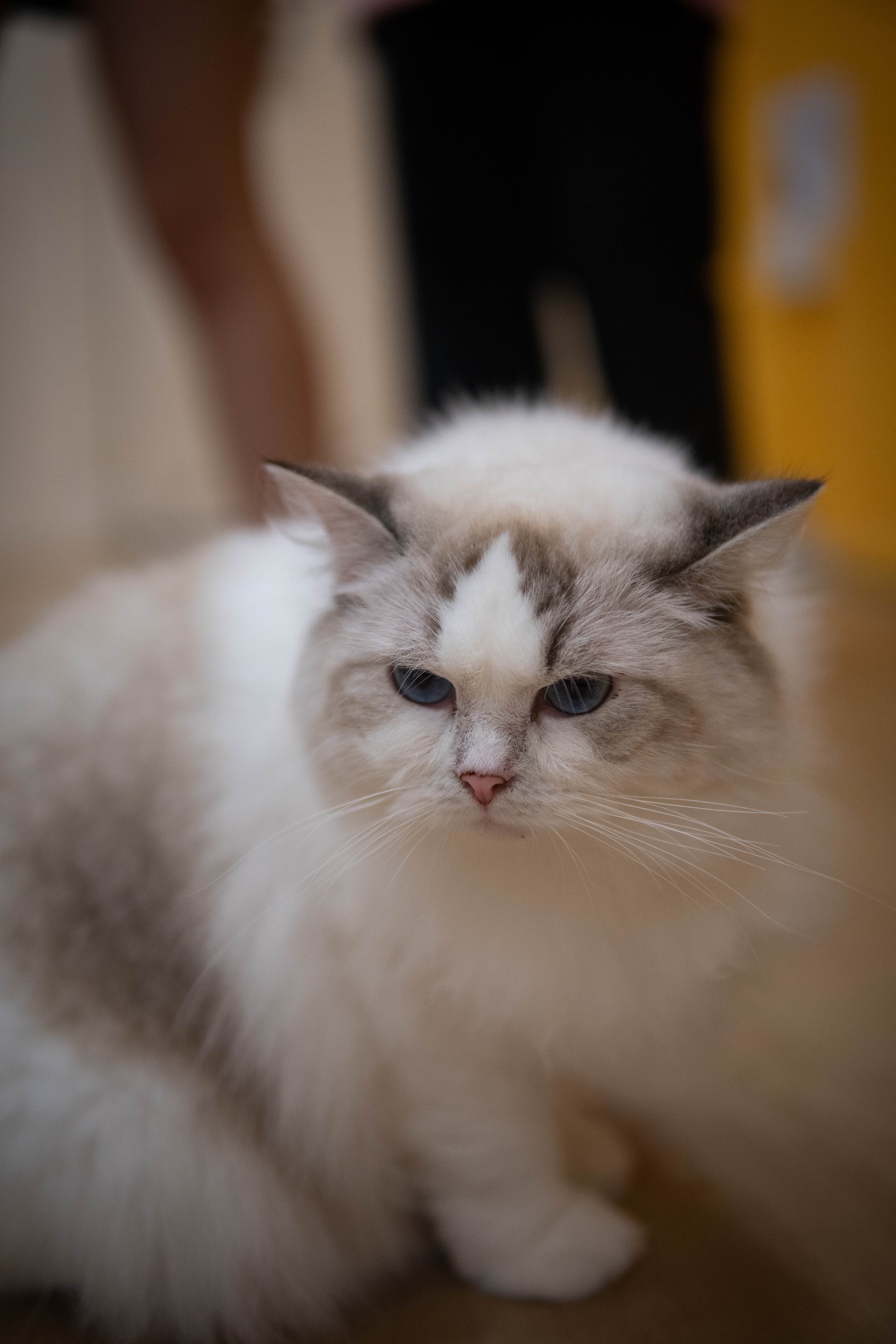 20241206-princess-cat-2.jpg