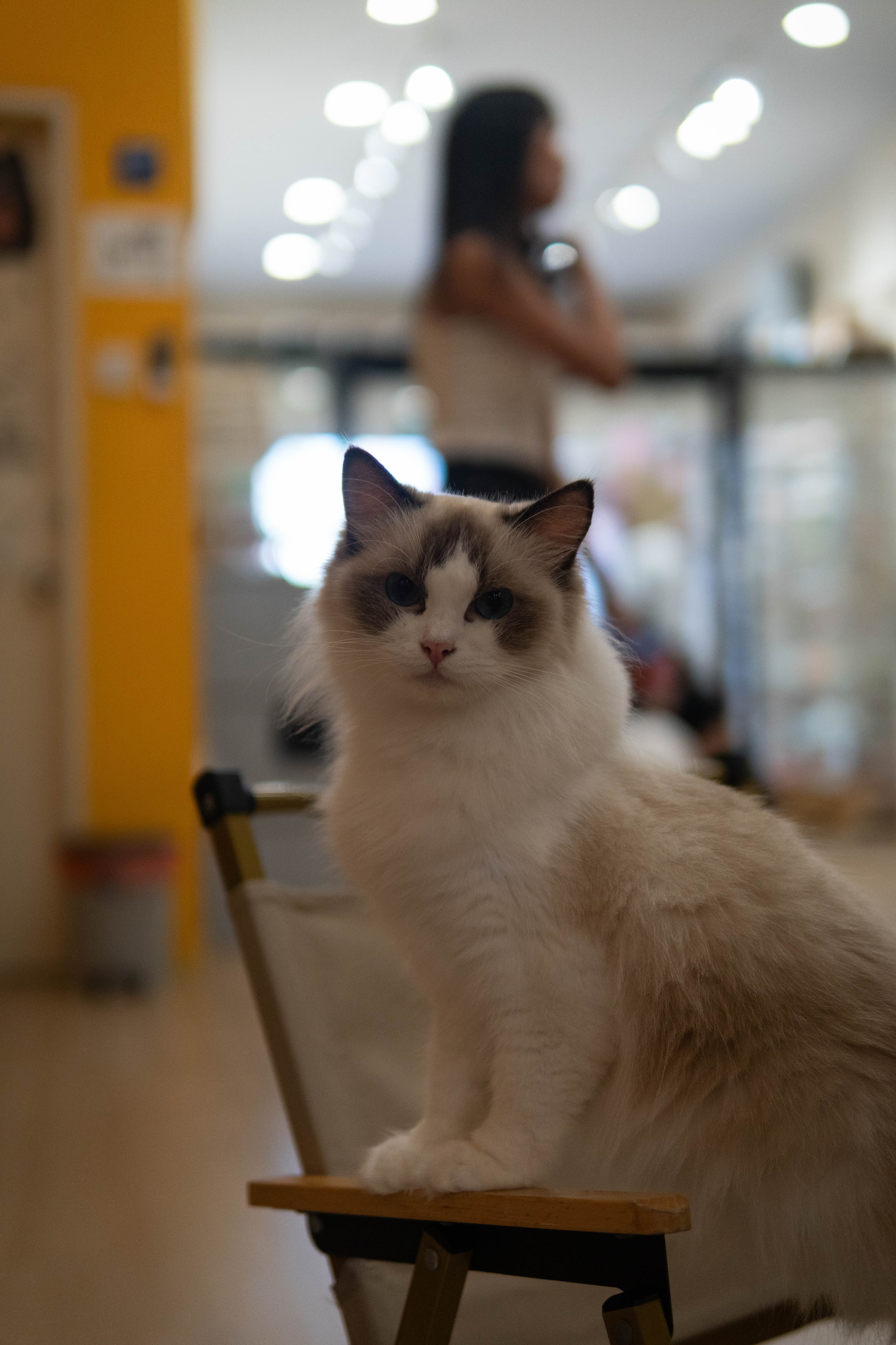 20241206-princess-cat.jpg