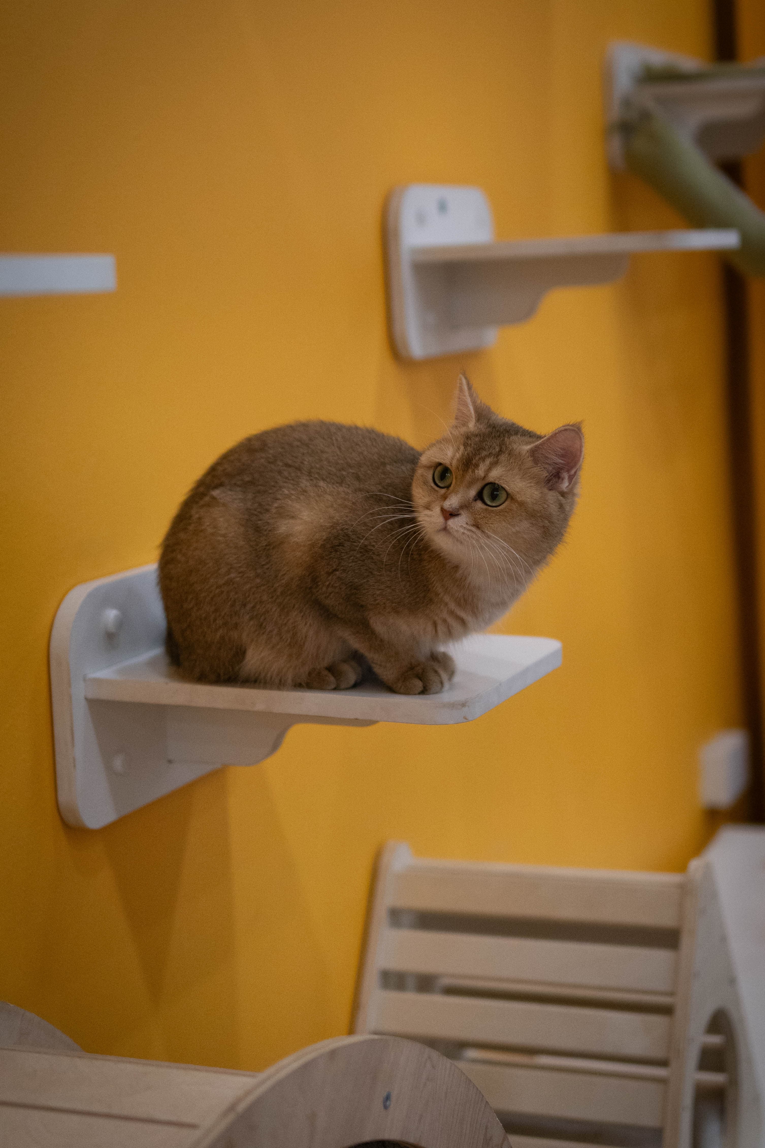 20241206-round-cat-2.jpg