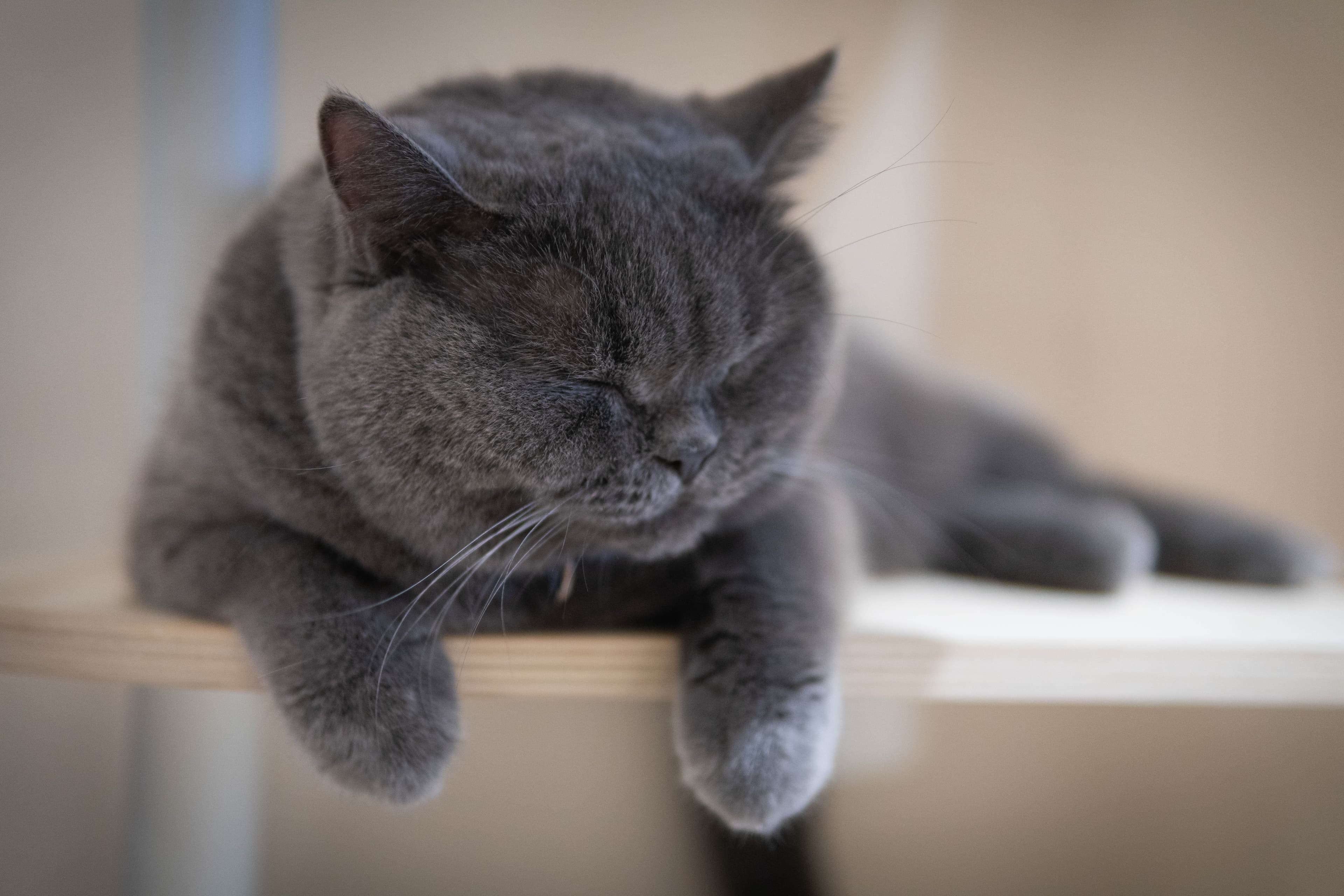 20241206-tls-cat.jpg
