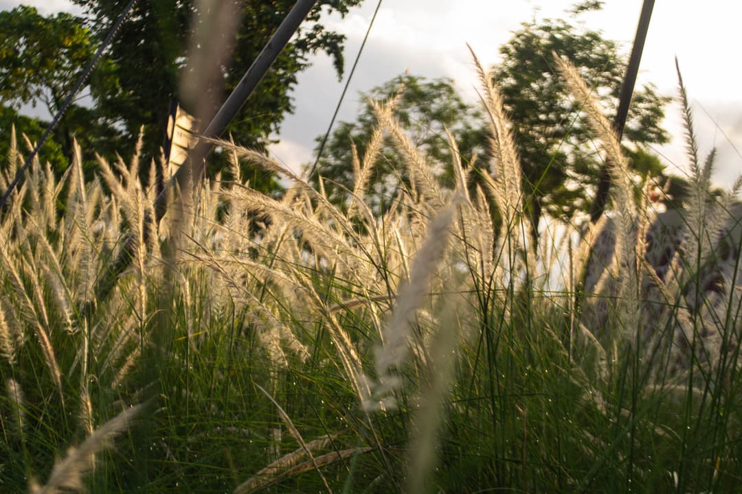 golden-plants.jpg